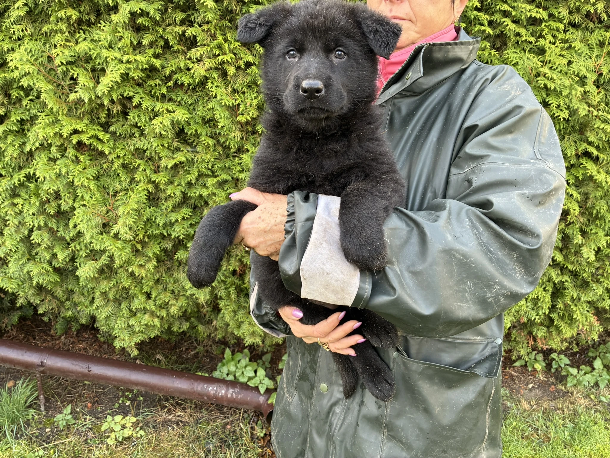 Německý ovčák štěńata