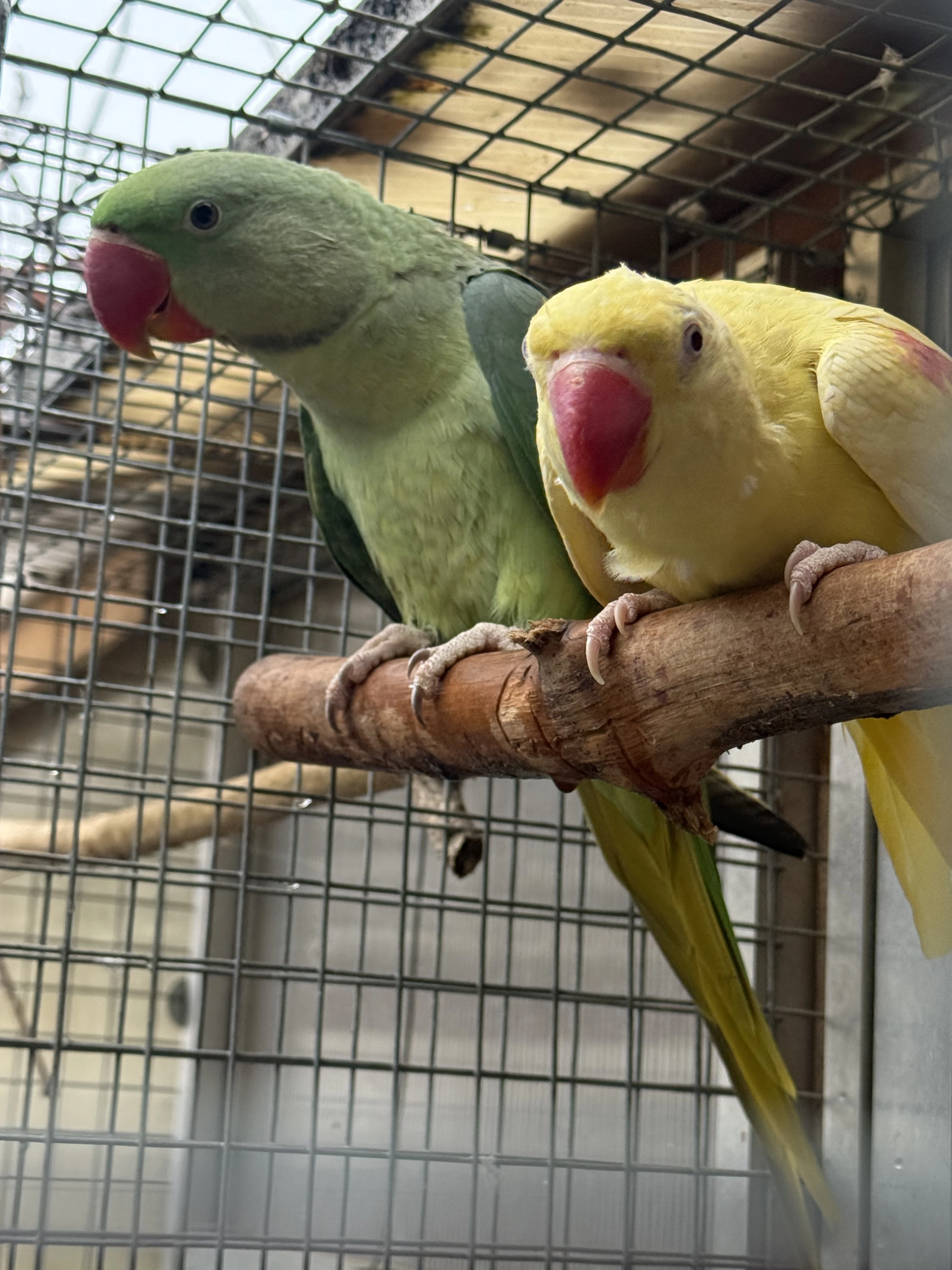 Alexandr velký 1,1 2025