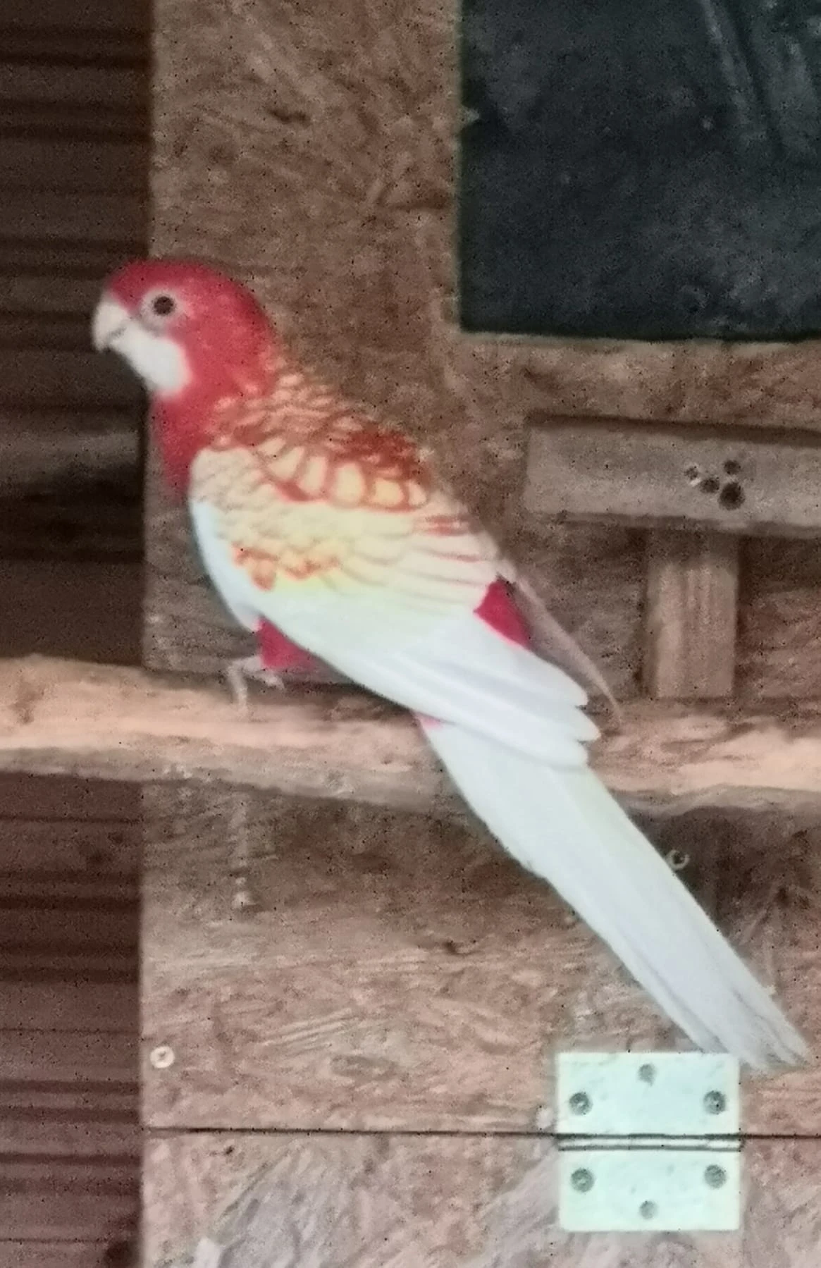 Rosela penant Lutino