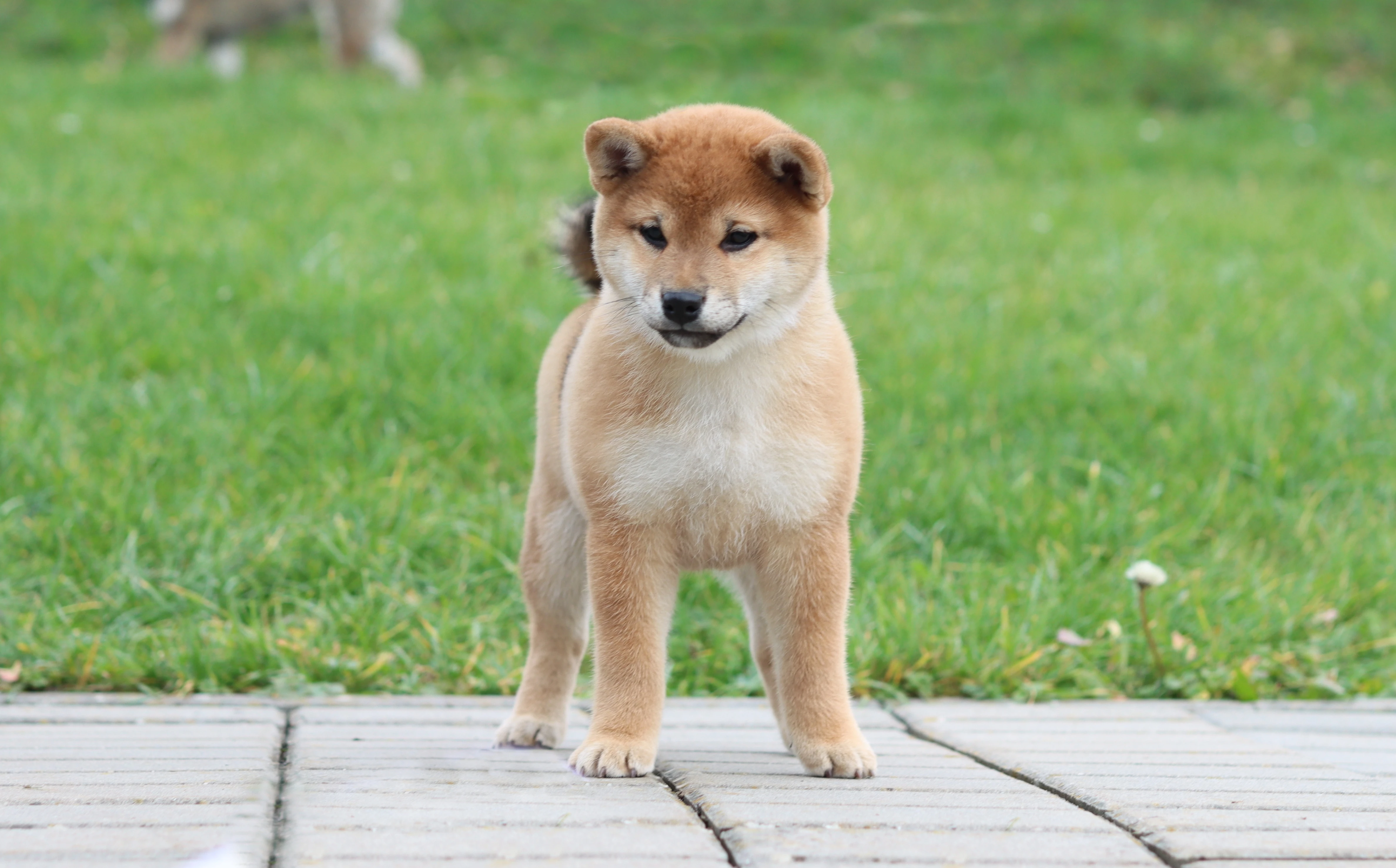 Shiba inu s PP