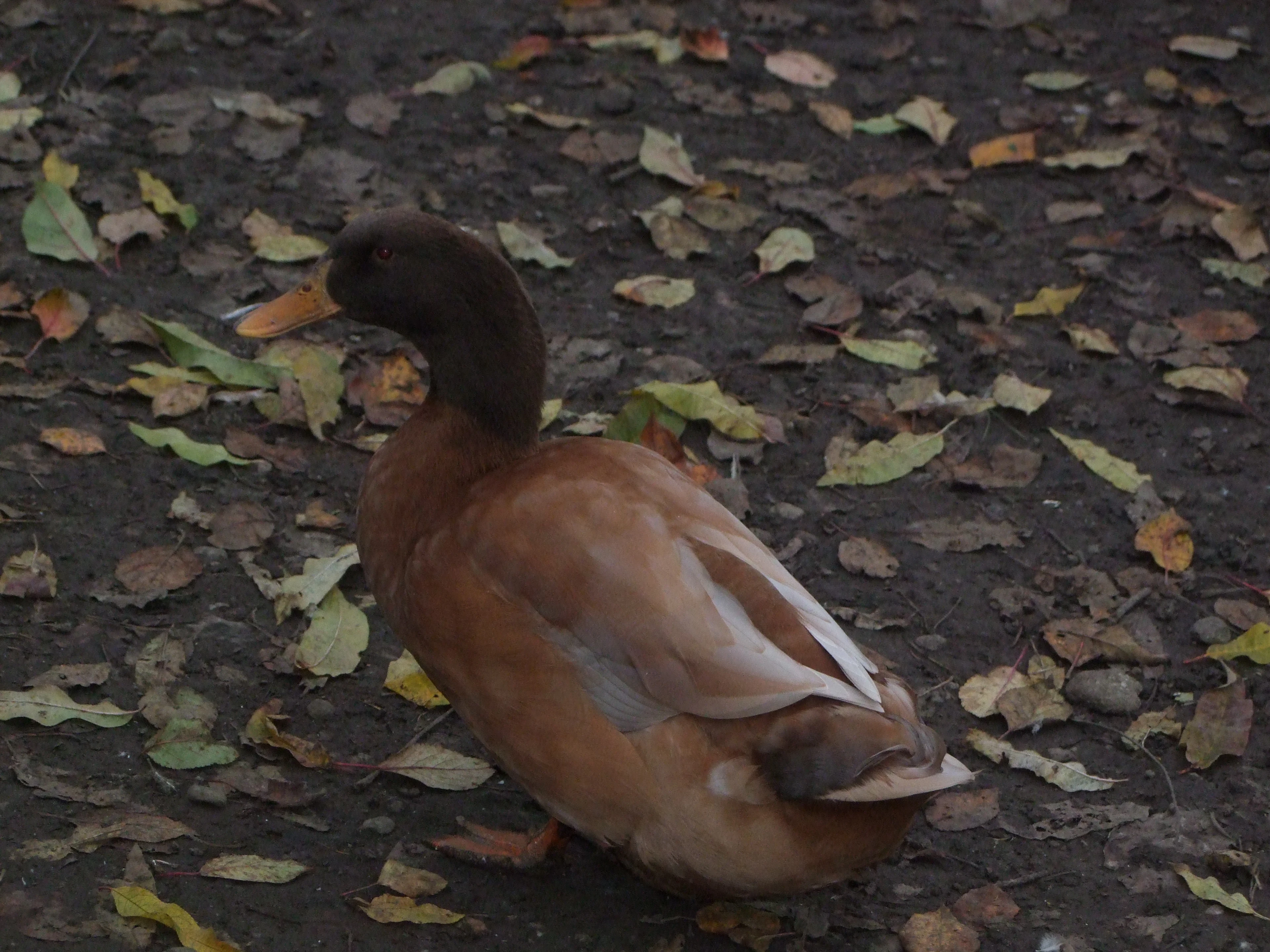 Kachny orpingtonské