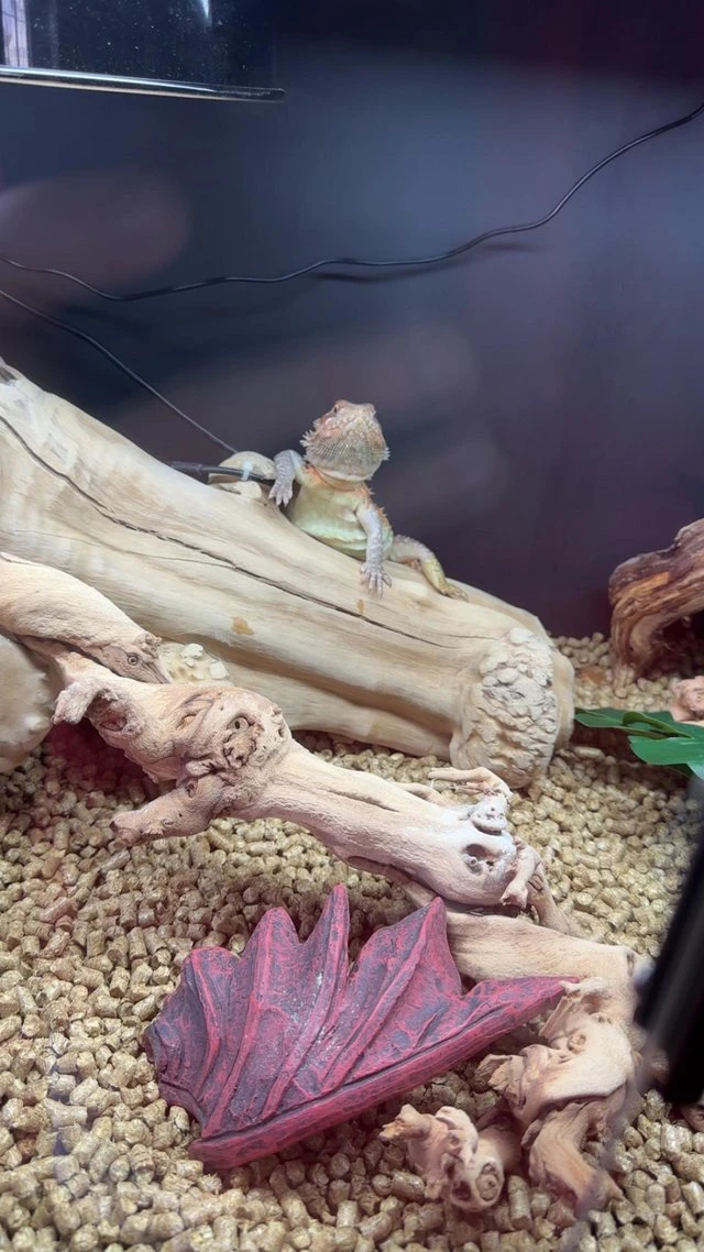 Červený hypo vousatý drak, kompletní funkční nastavení