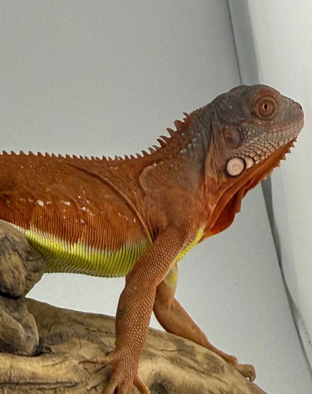Iguana T Albino