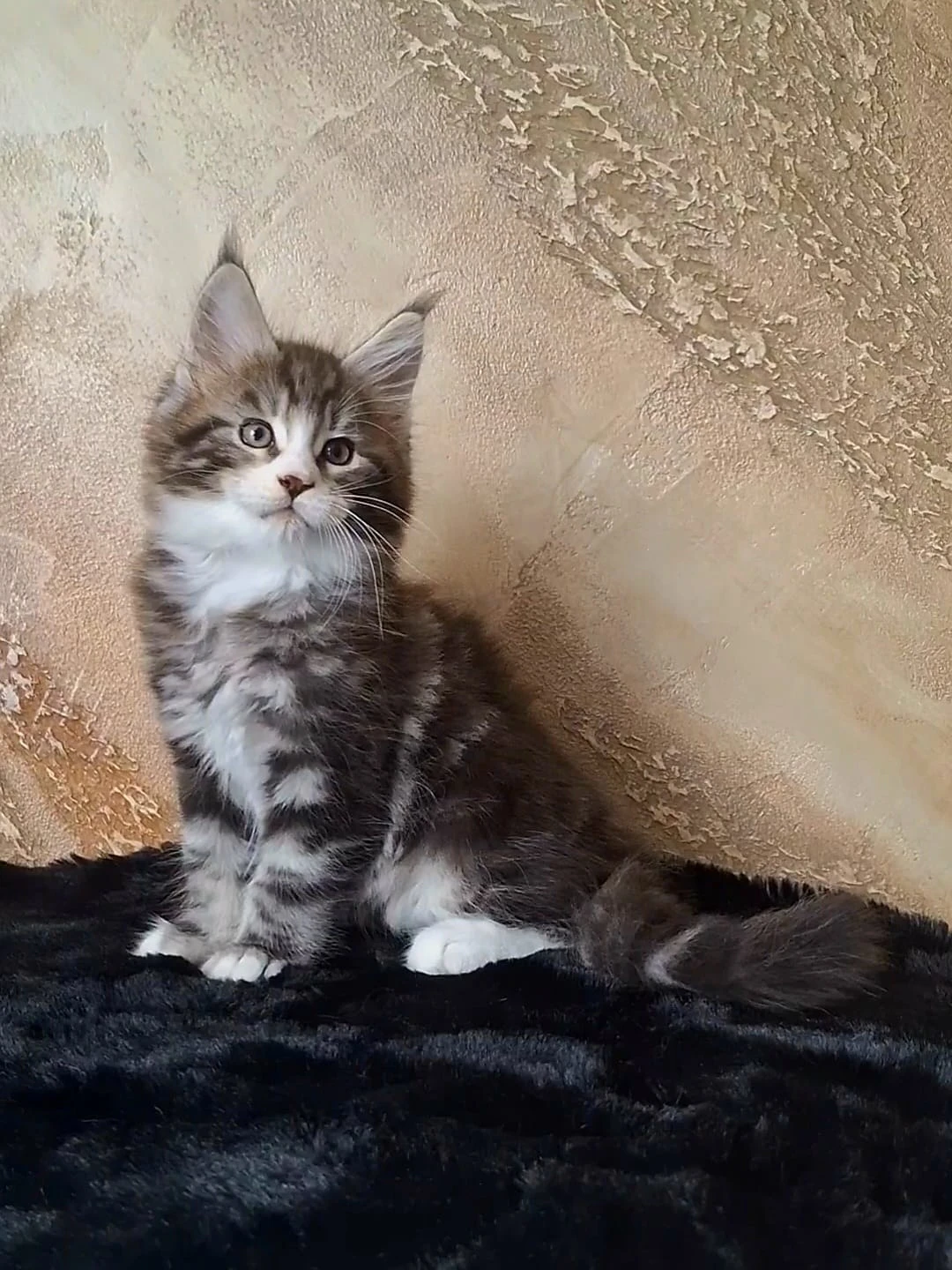 Mainský mývalí kocourek s PP