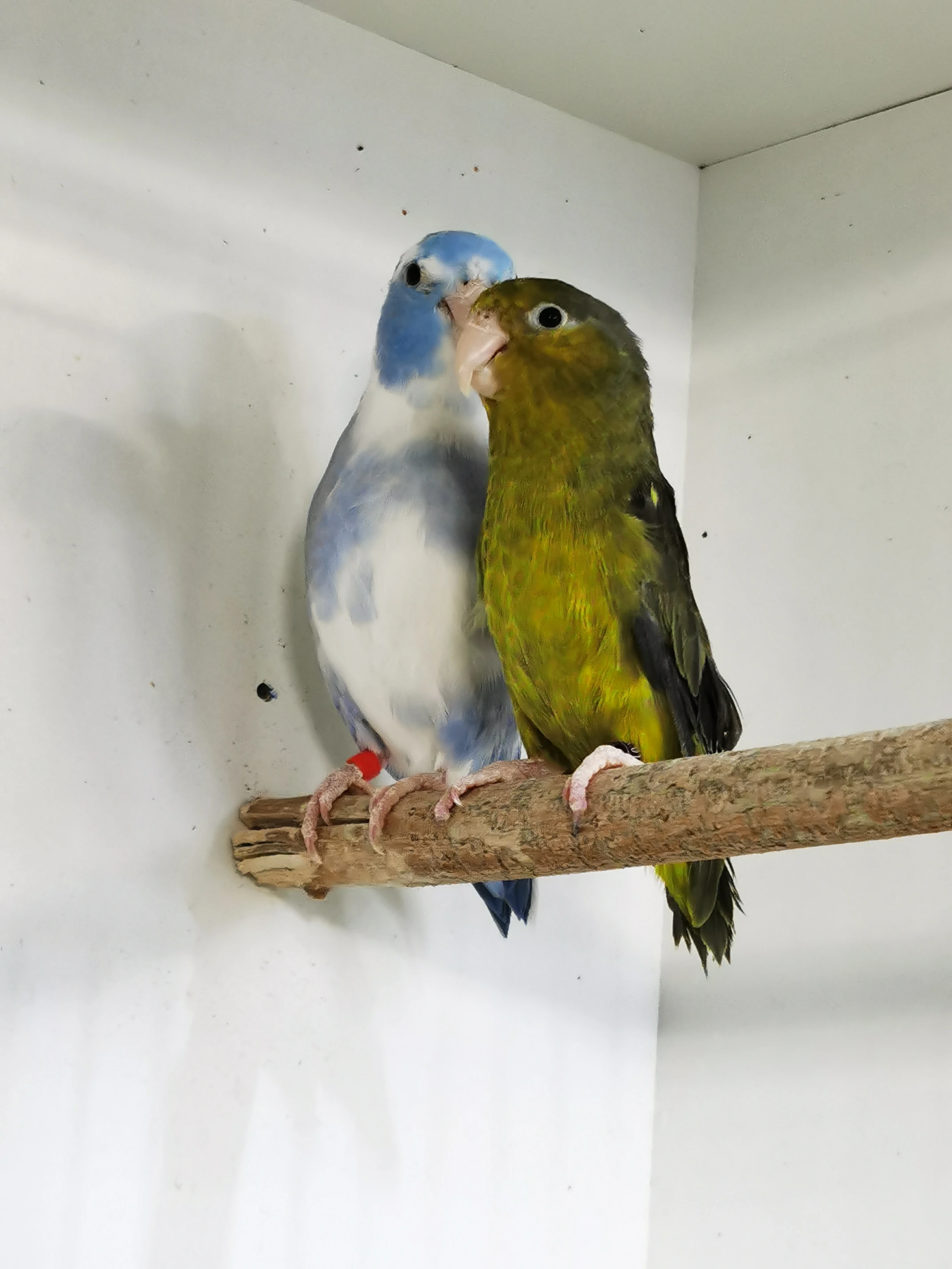 Papoušíček šedokřídlý 2025