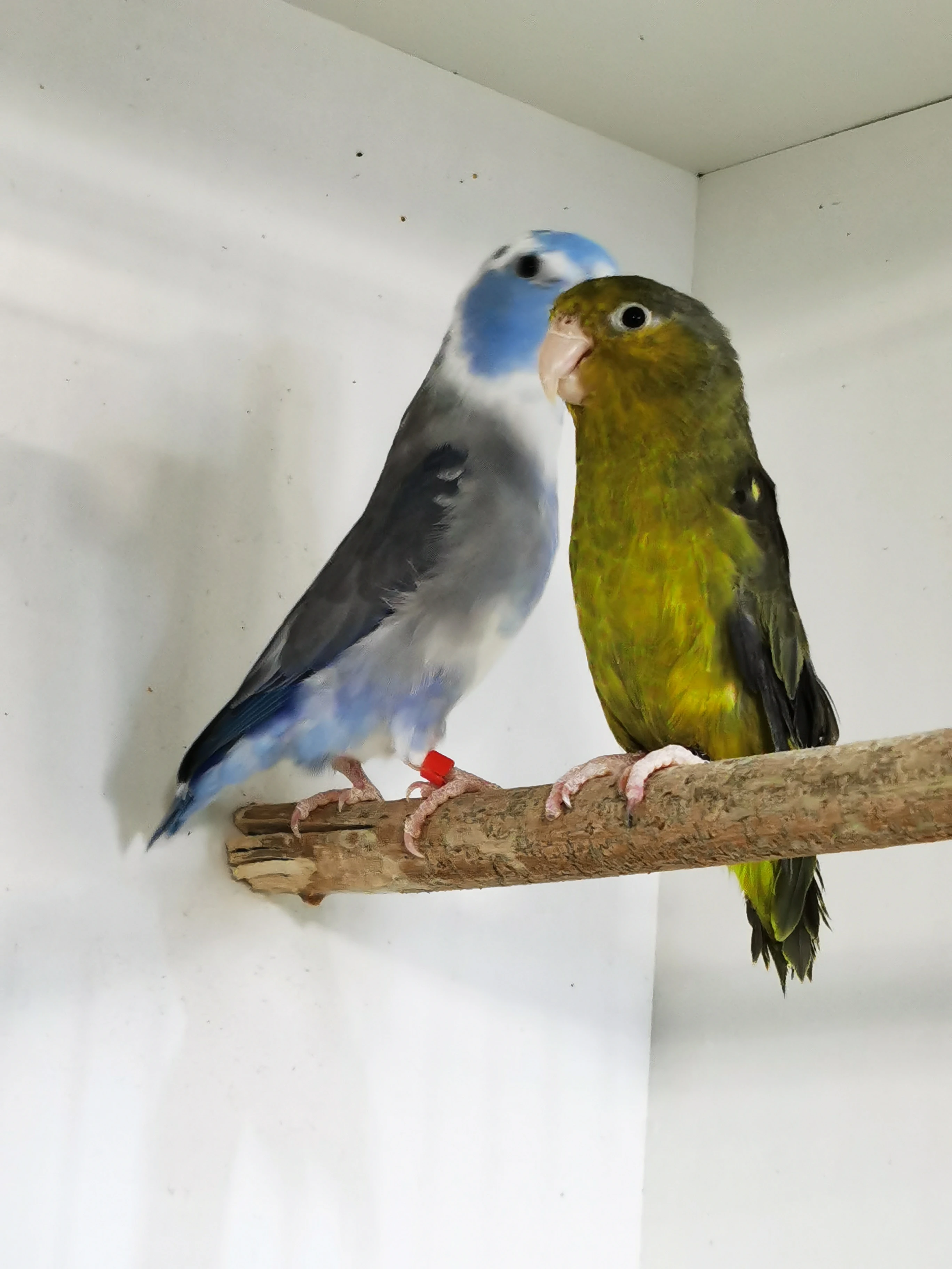 Papoušíček šedokřídlý 2025