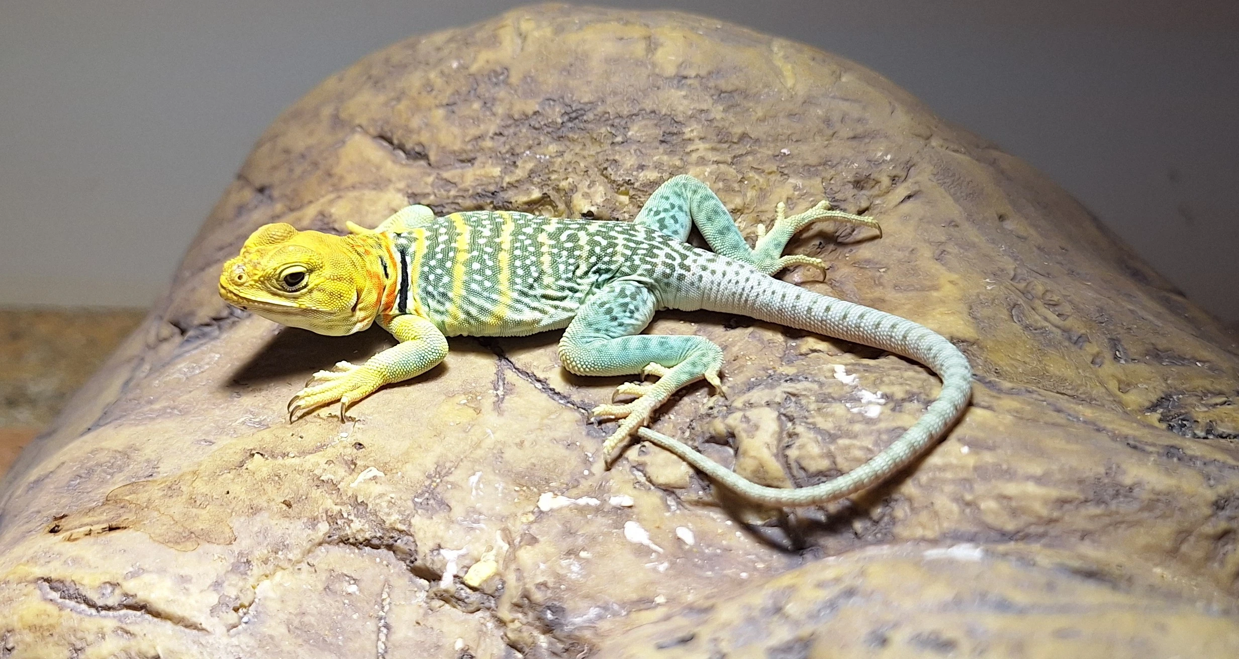 Crotaphytus collaris Auriceps