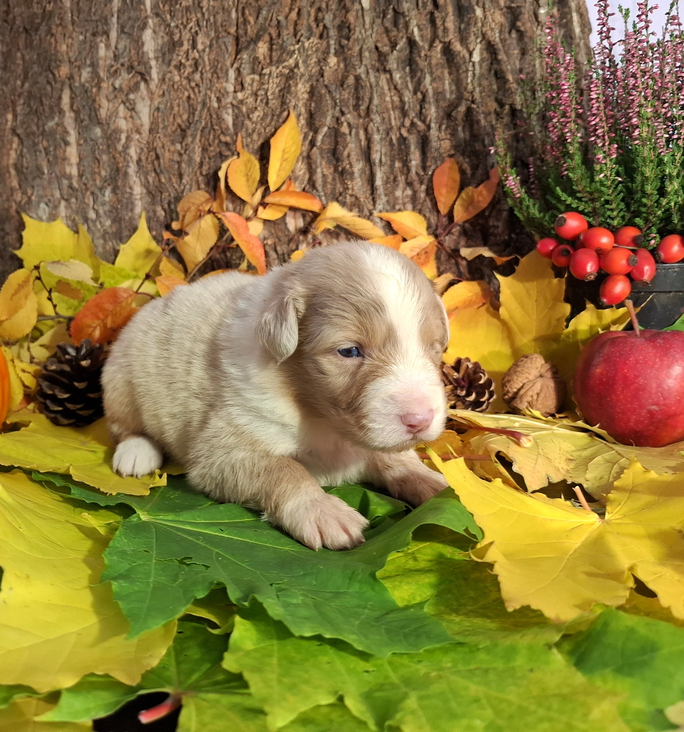 Australský ovčák s PP