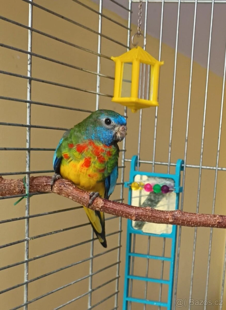 Neoféma modrohlavá