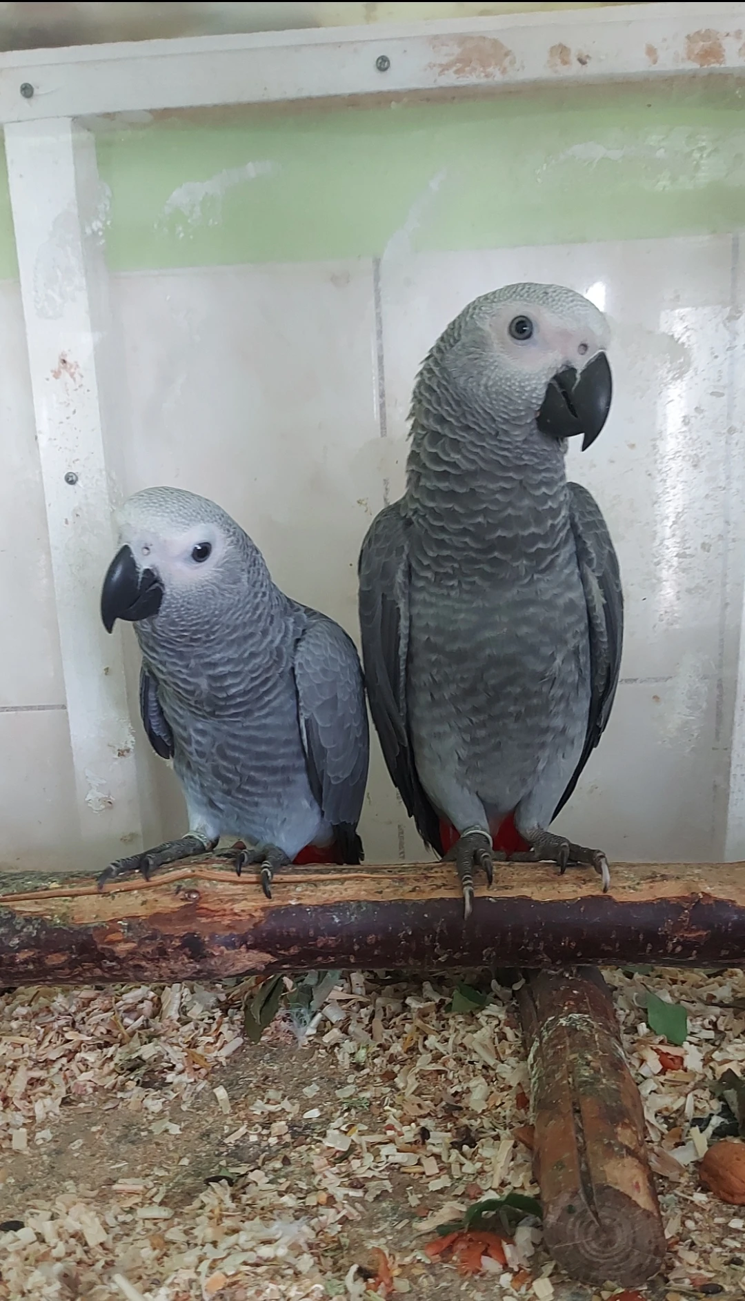 Prodám Žaka velkého