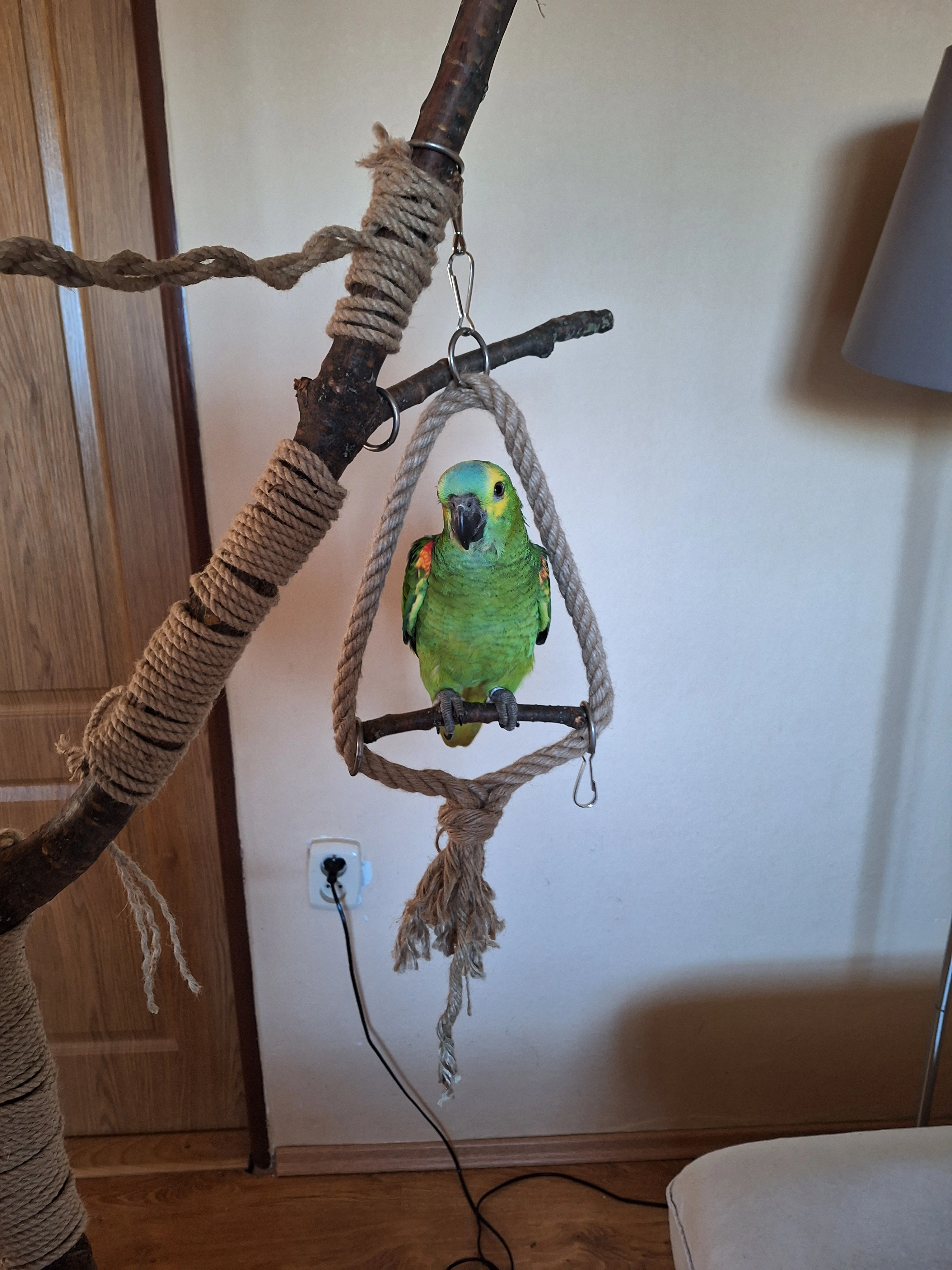 Prodám amazoňana modročeleho