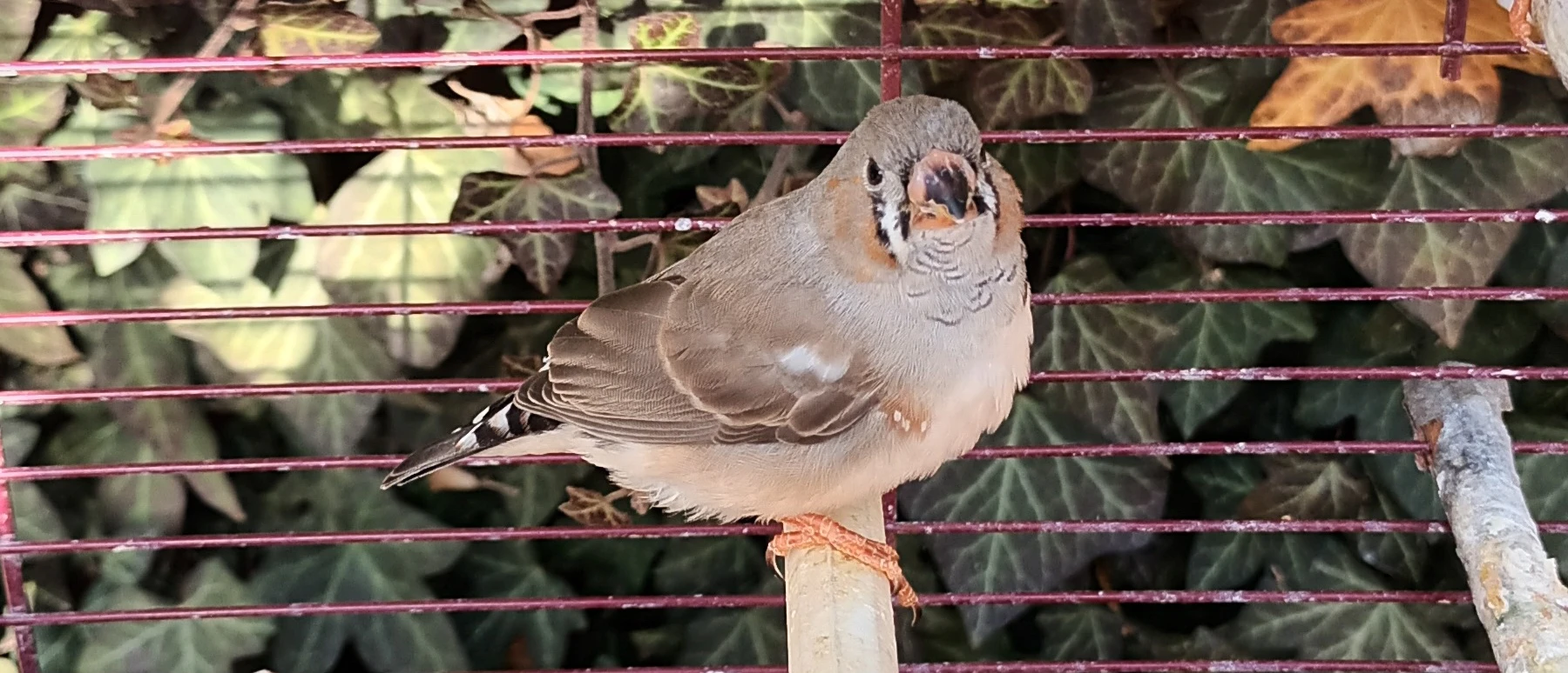 Volné zebřičky z venkovní voliery
