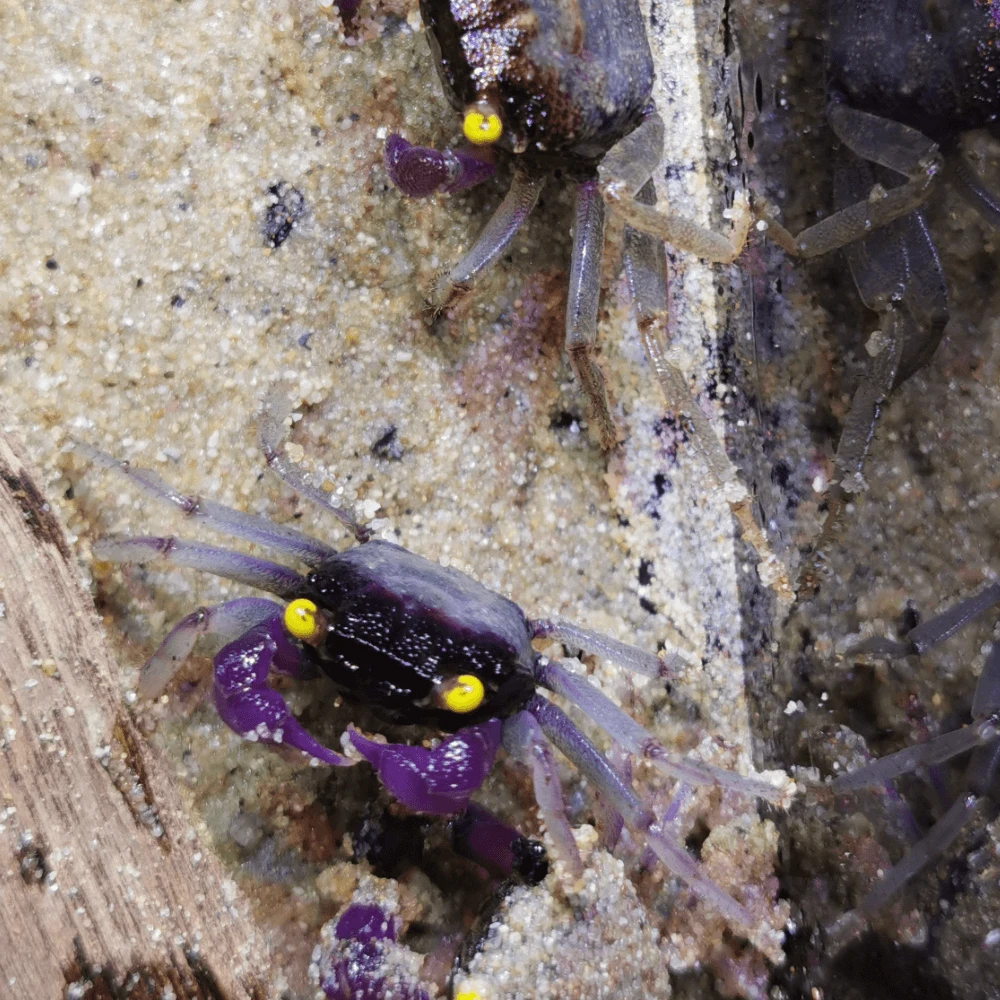 Geosesarma white leg