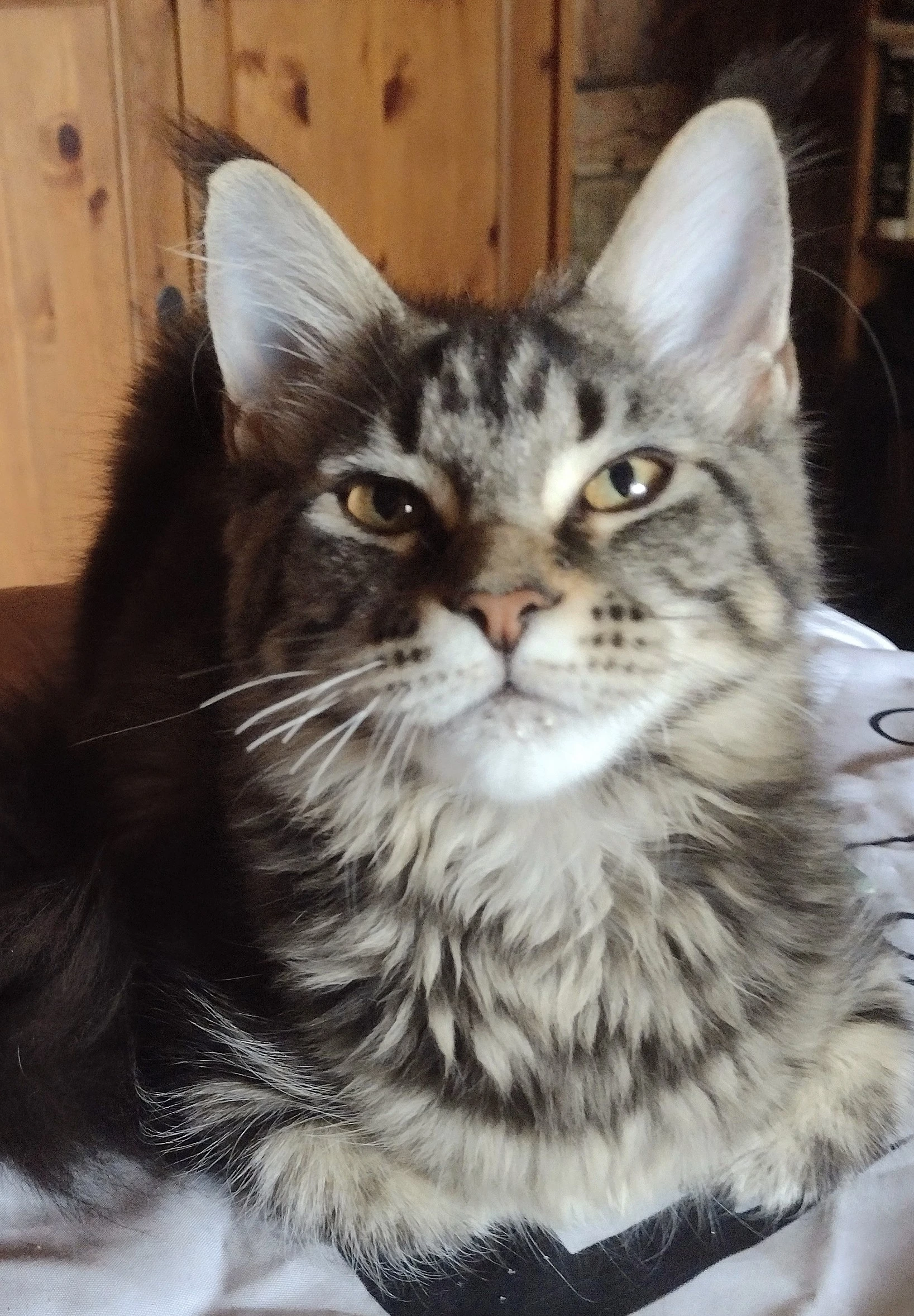 Prodám mainskou mývalí kočičku s PP