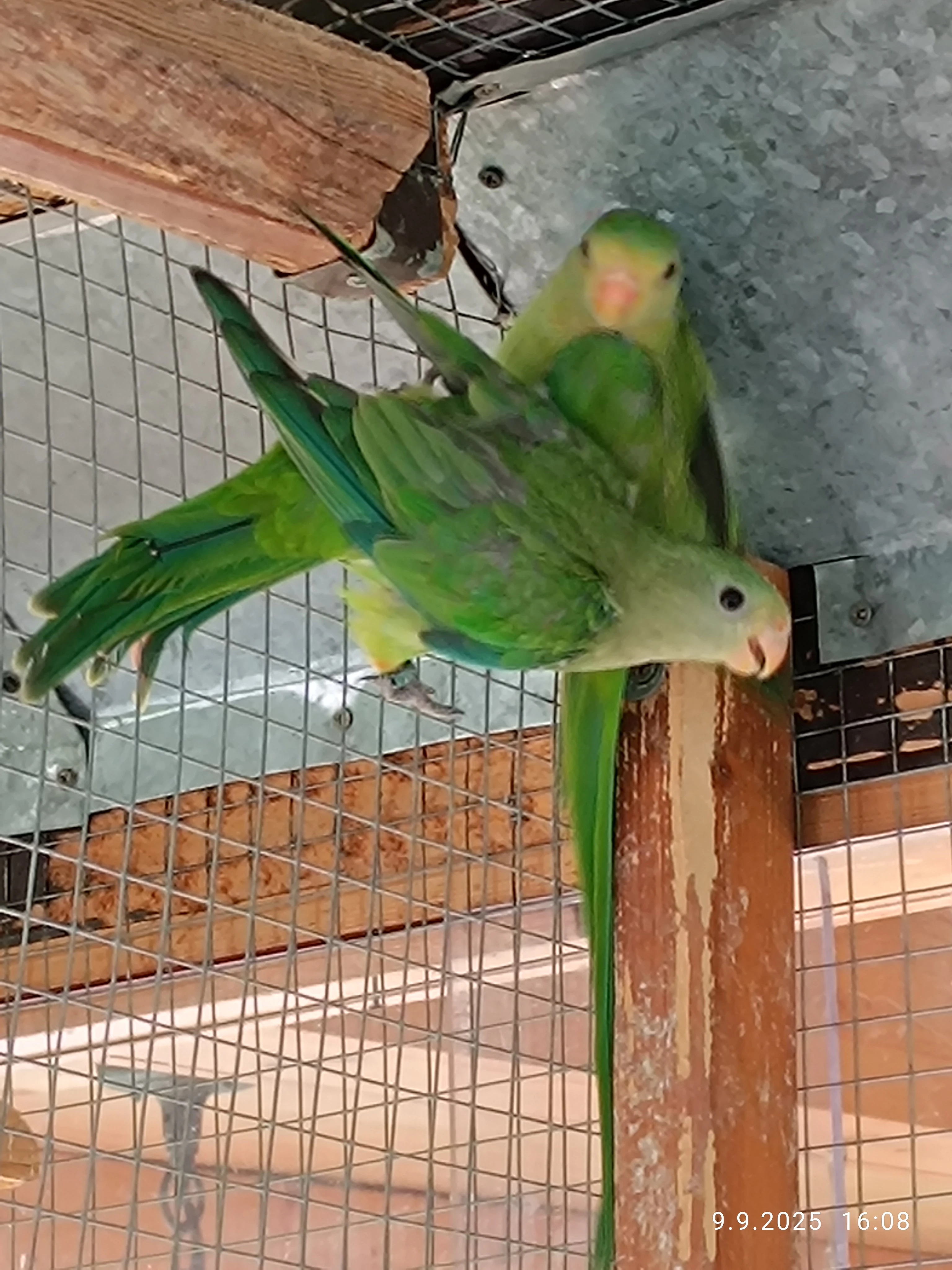 Papoušek nádherný -samice