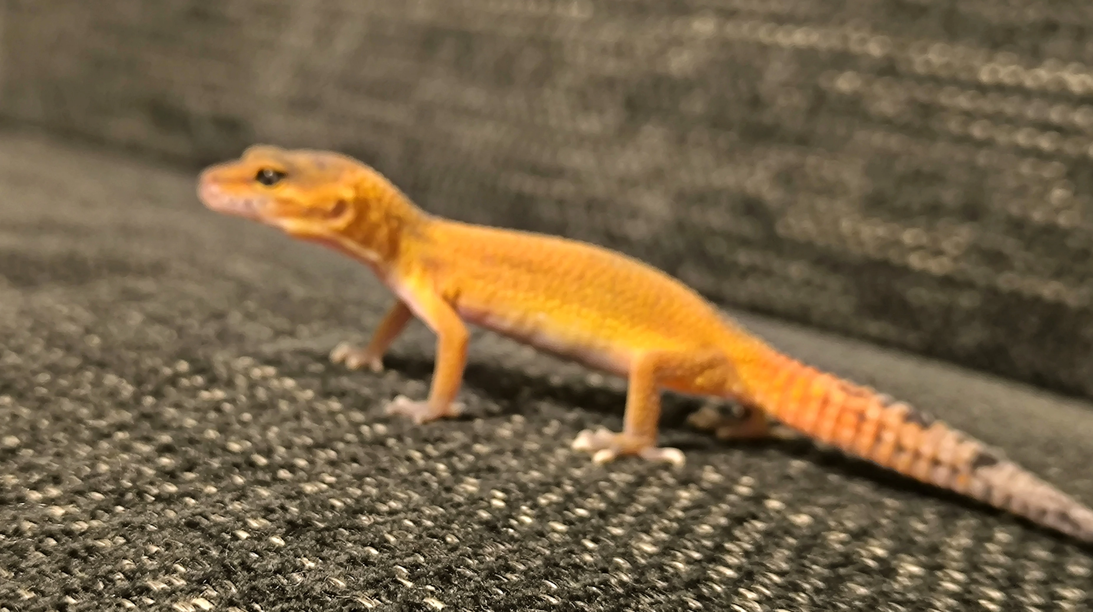 Nabízíme k prodeji 10 mláďat gekončika nočního