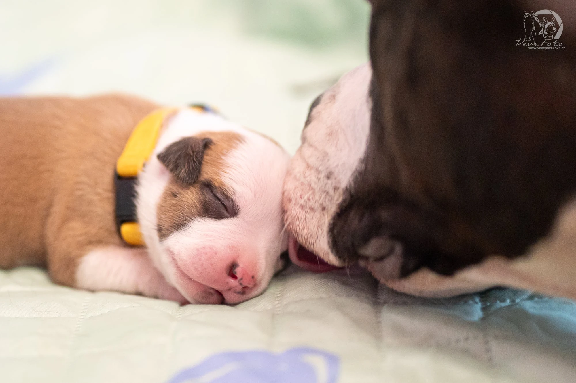 Americký stafordširský teriér s PP