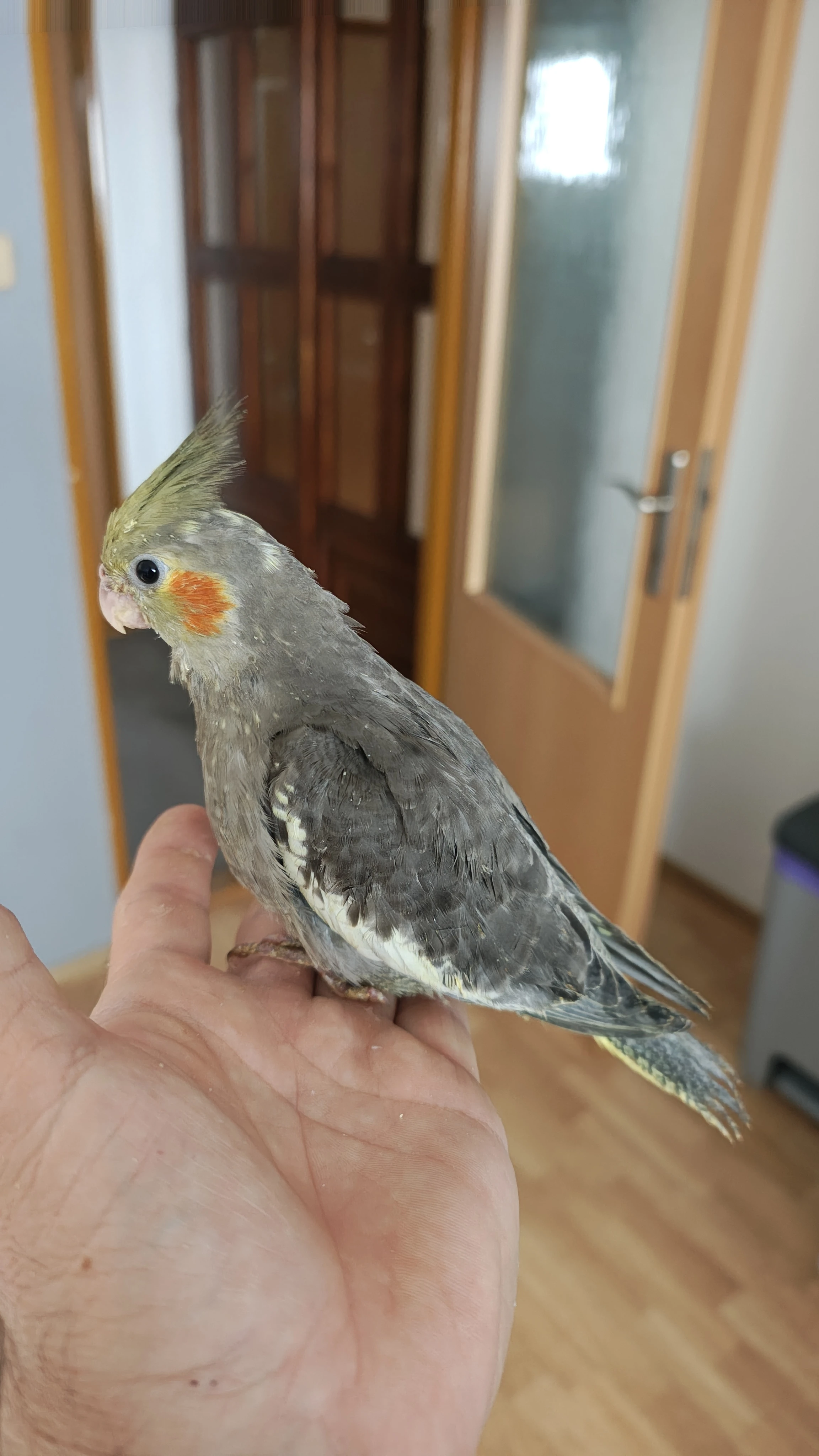 Ručně dokrmené Korely chocholaté