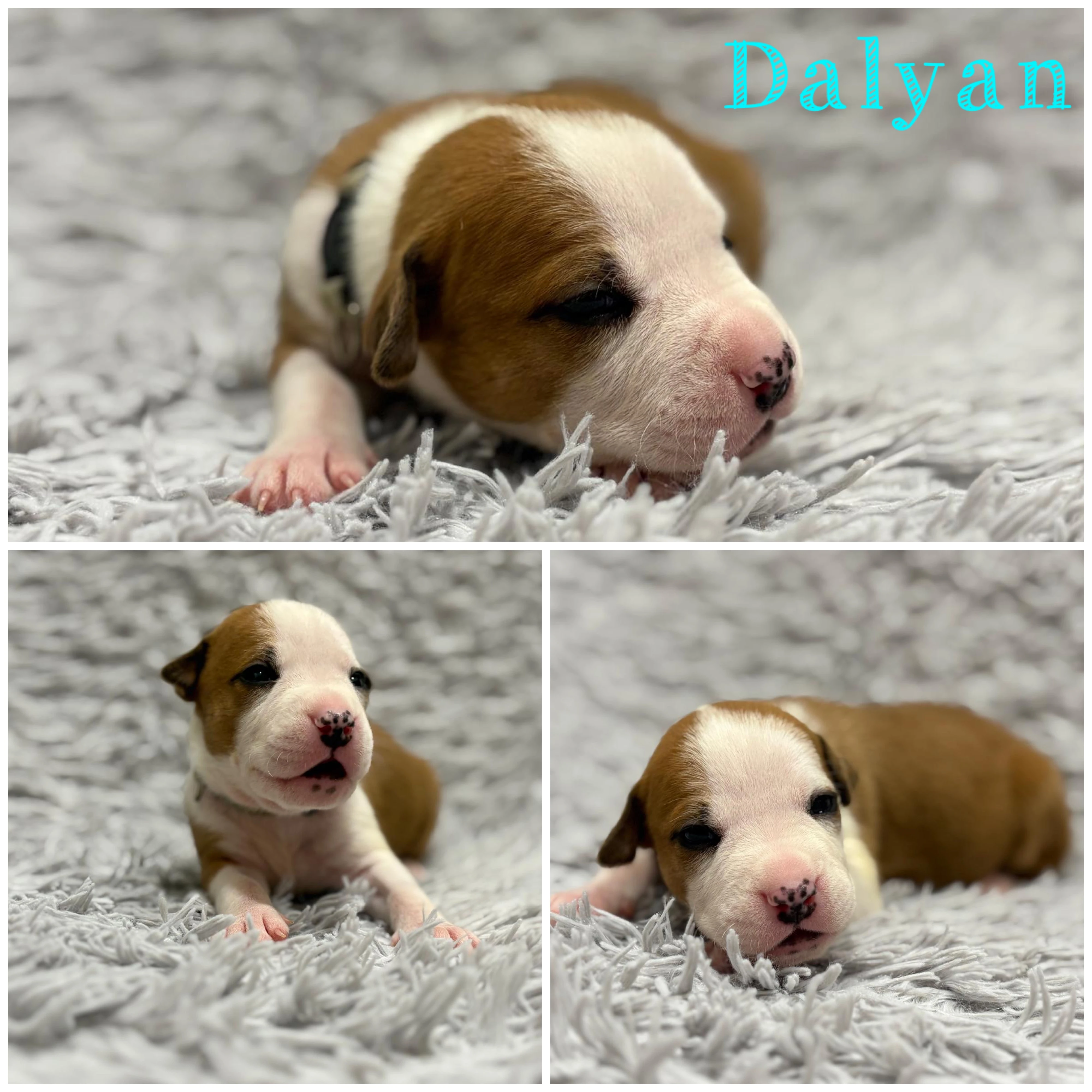 Americký stafordšírský teriér