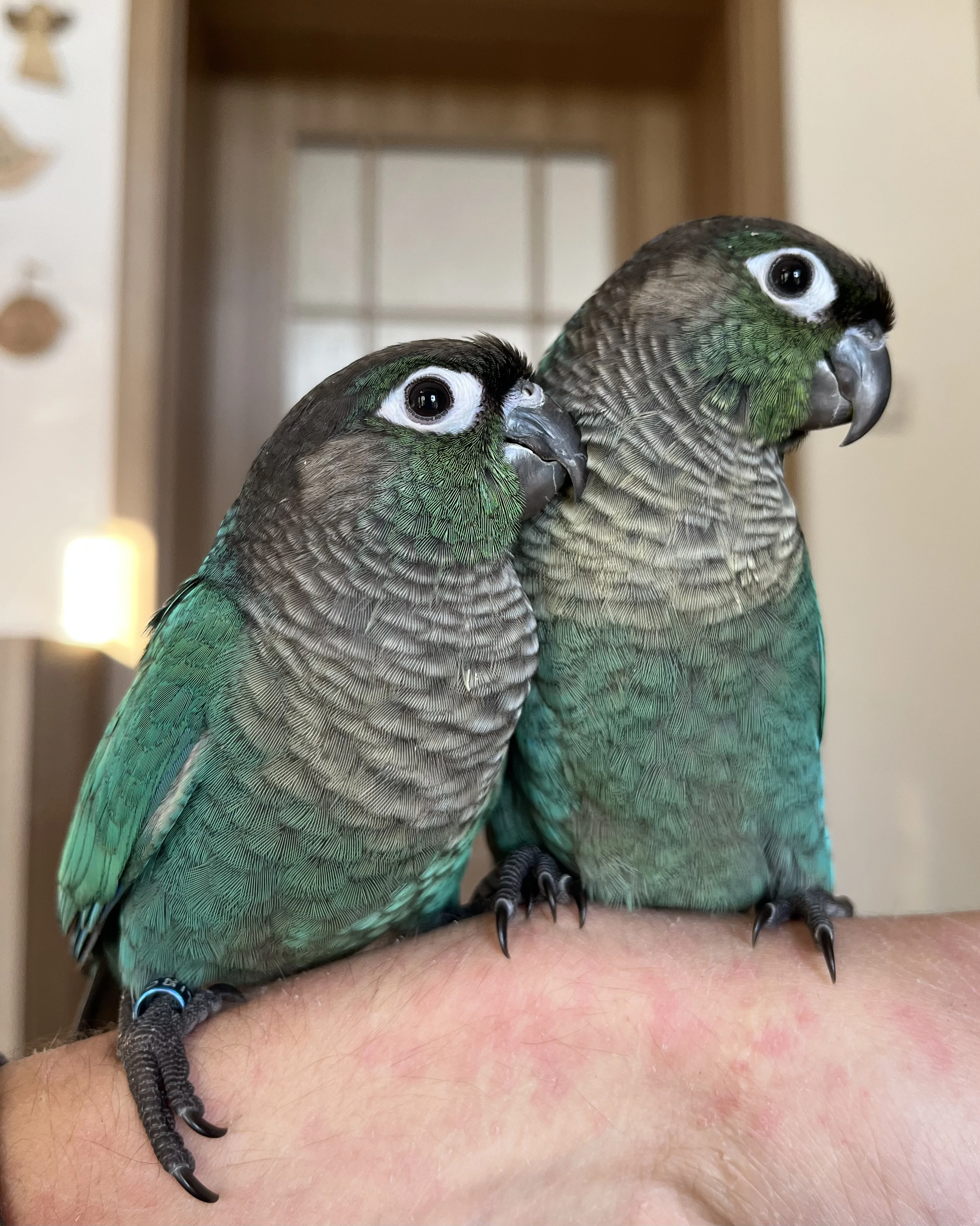 Ručně dokrmená mláďata pyrur