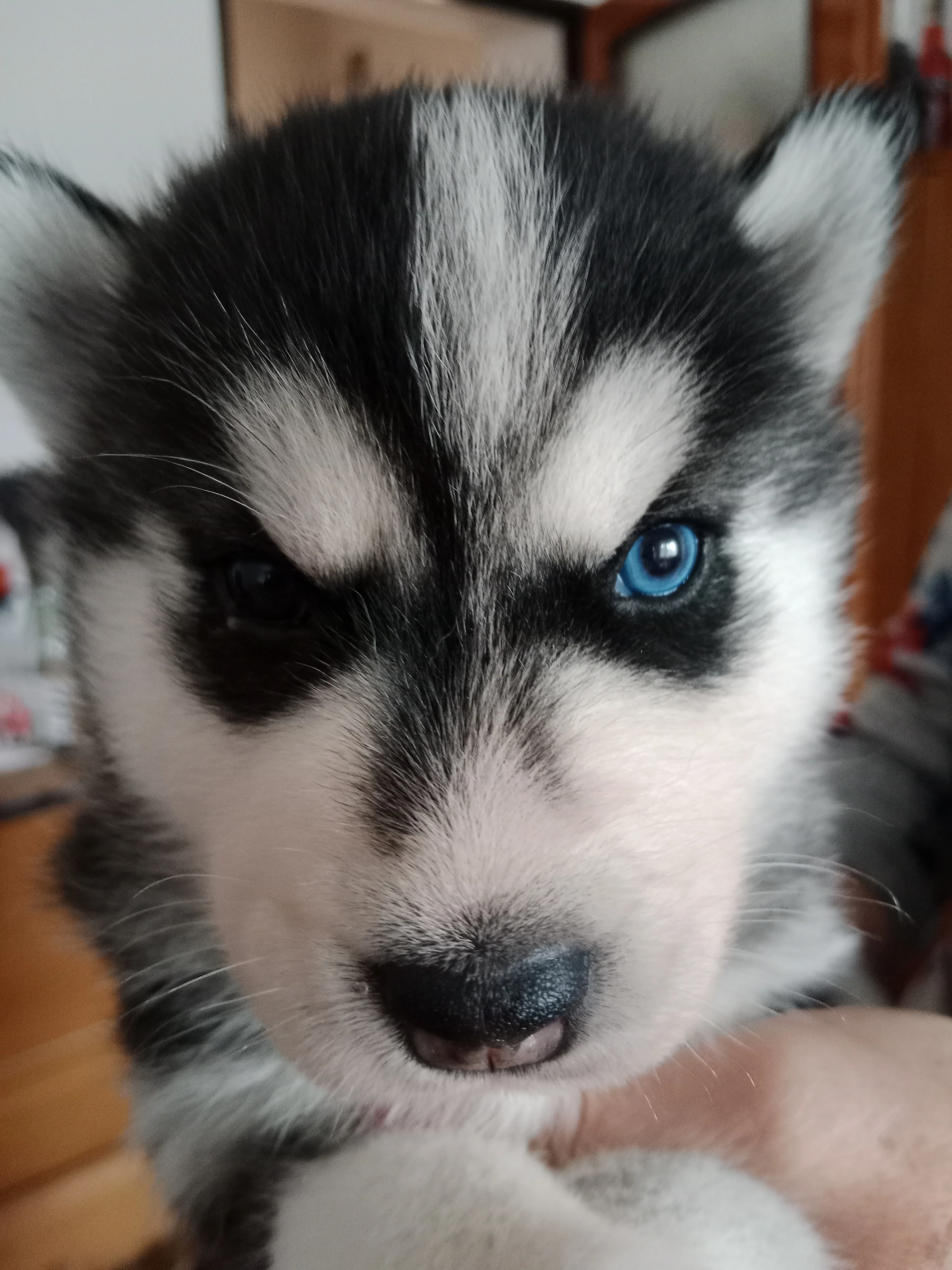 Štěňata sibiřský husky