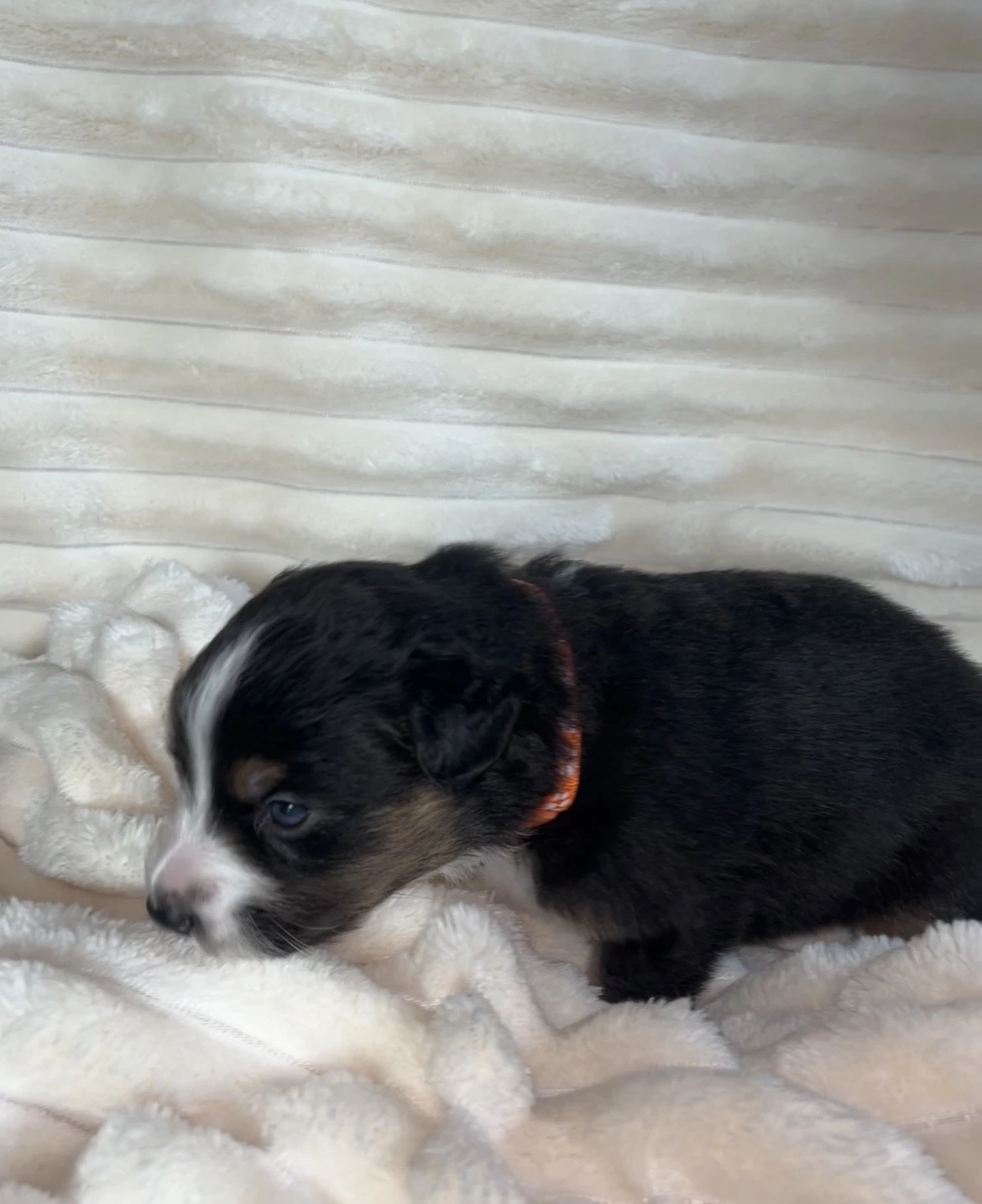 Australský ovčák s PP - štěňata Black Tri /Trikolor