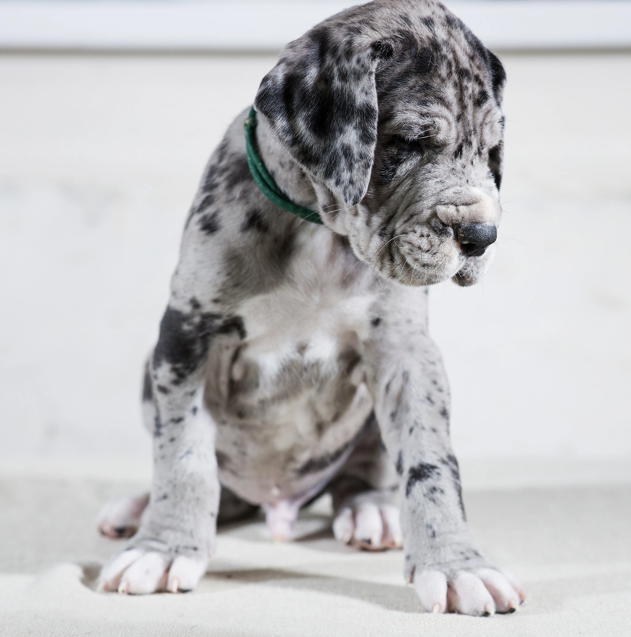 Německá doga - štěňata s PP