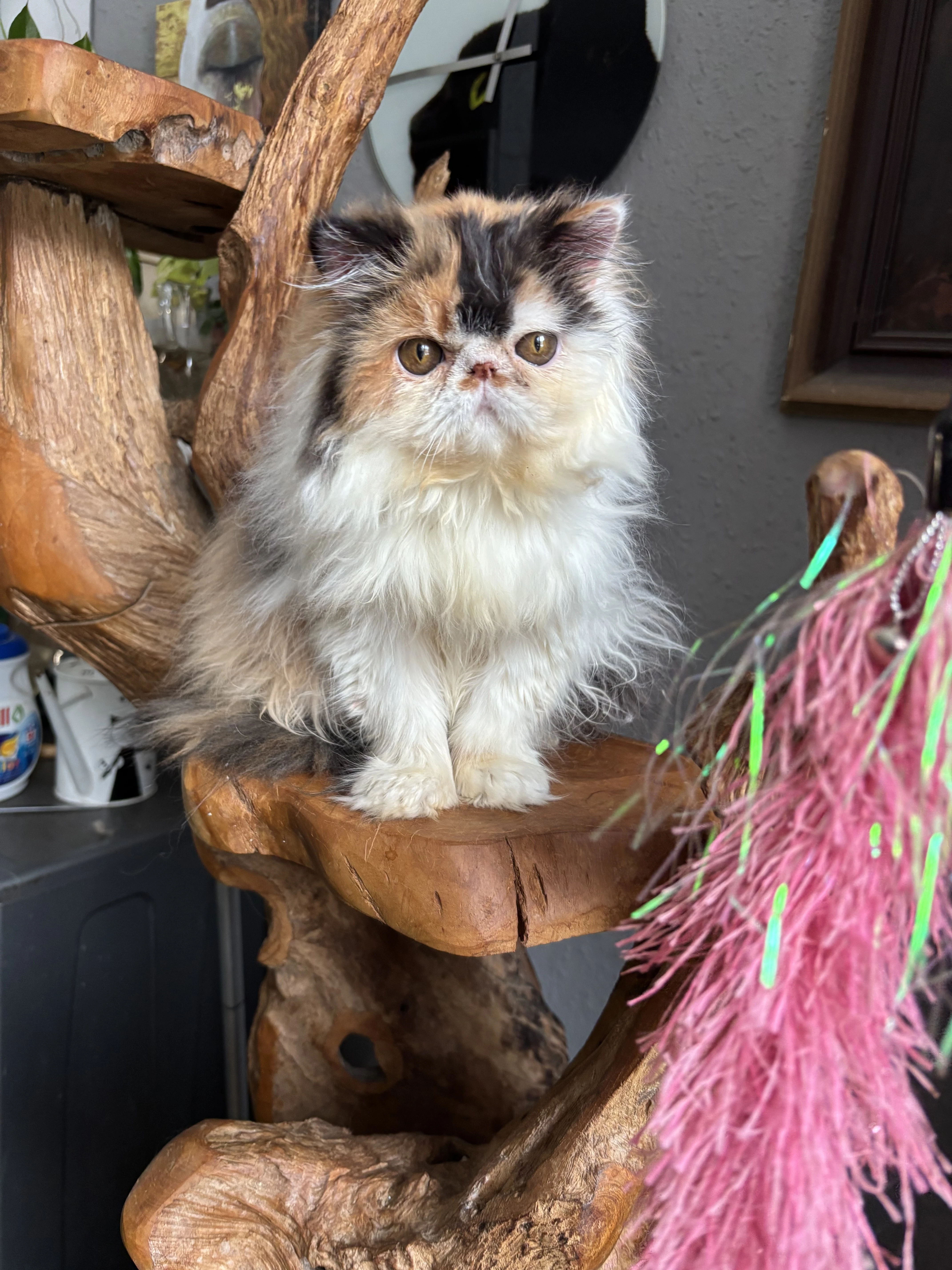 Prodám perské kotě s PP-