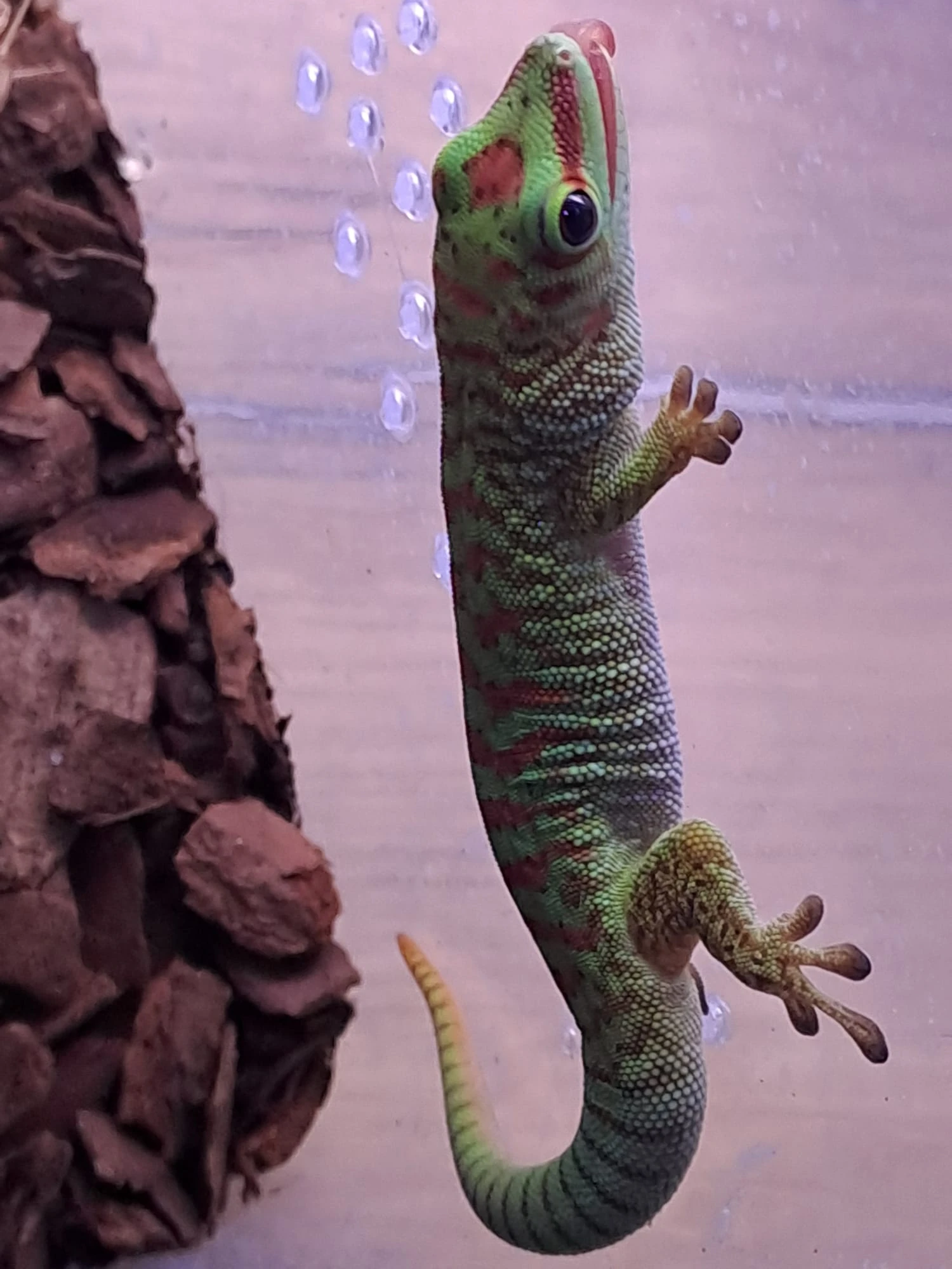 Prodám samici felsuma grandis