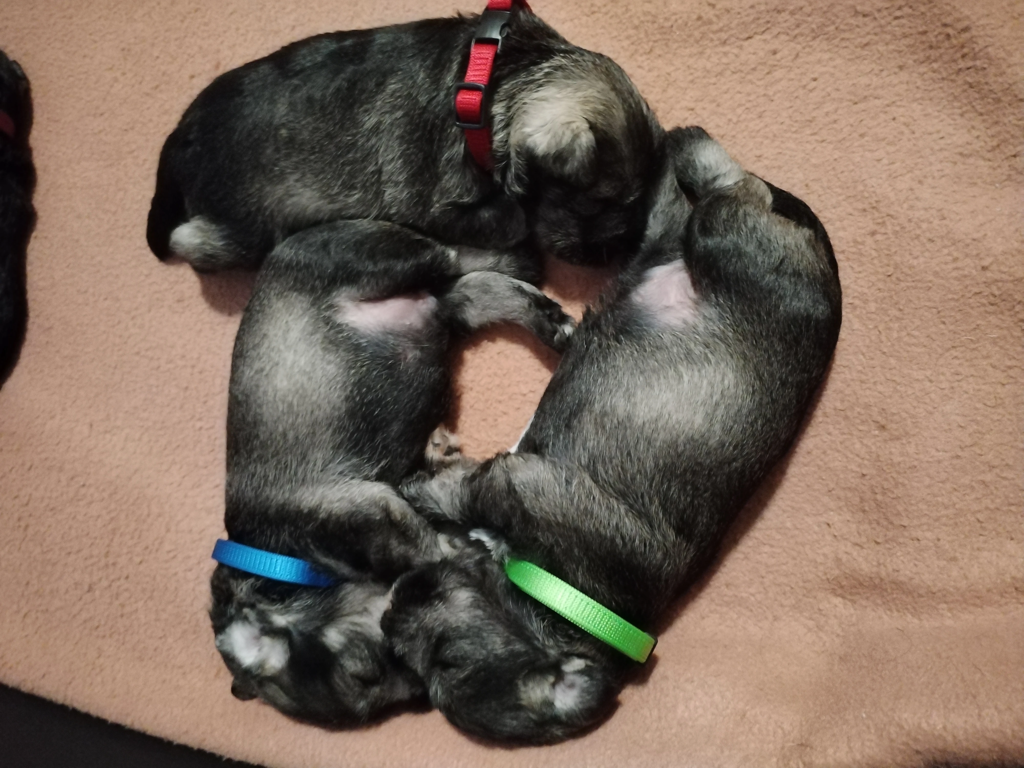 Prodám kluky knírače PS