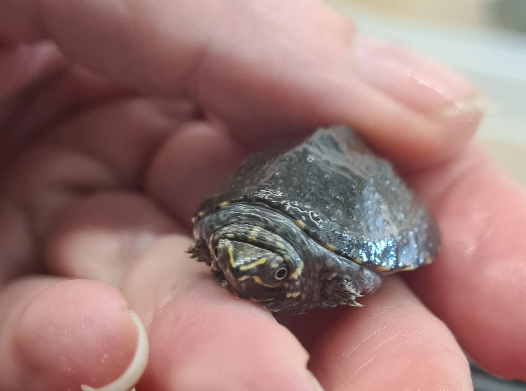 Klapavka obecná (Sternotherus odoratus)