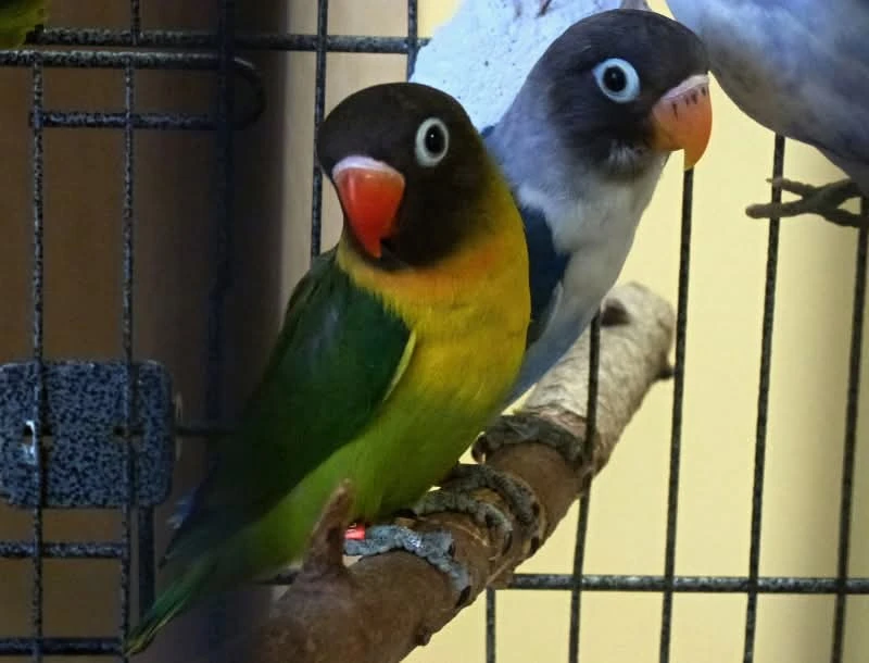 Agapornis skraboskovy