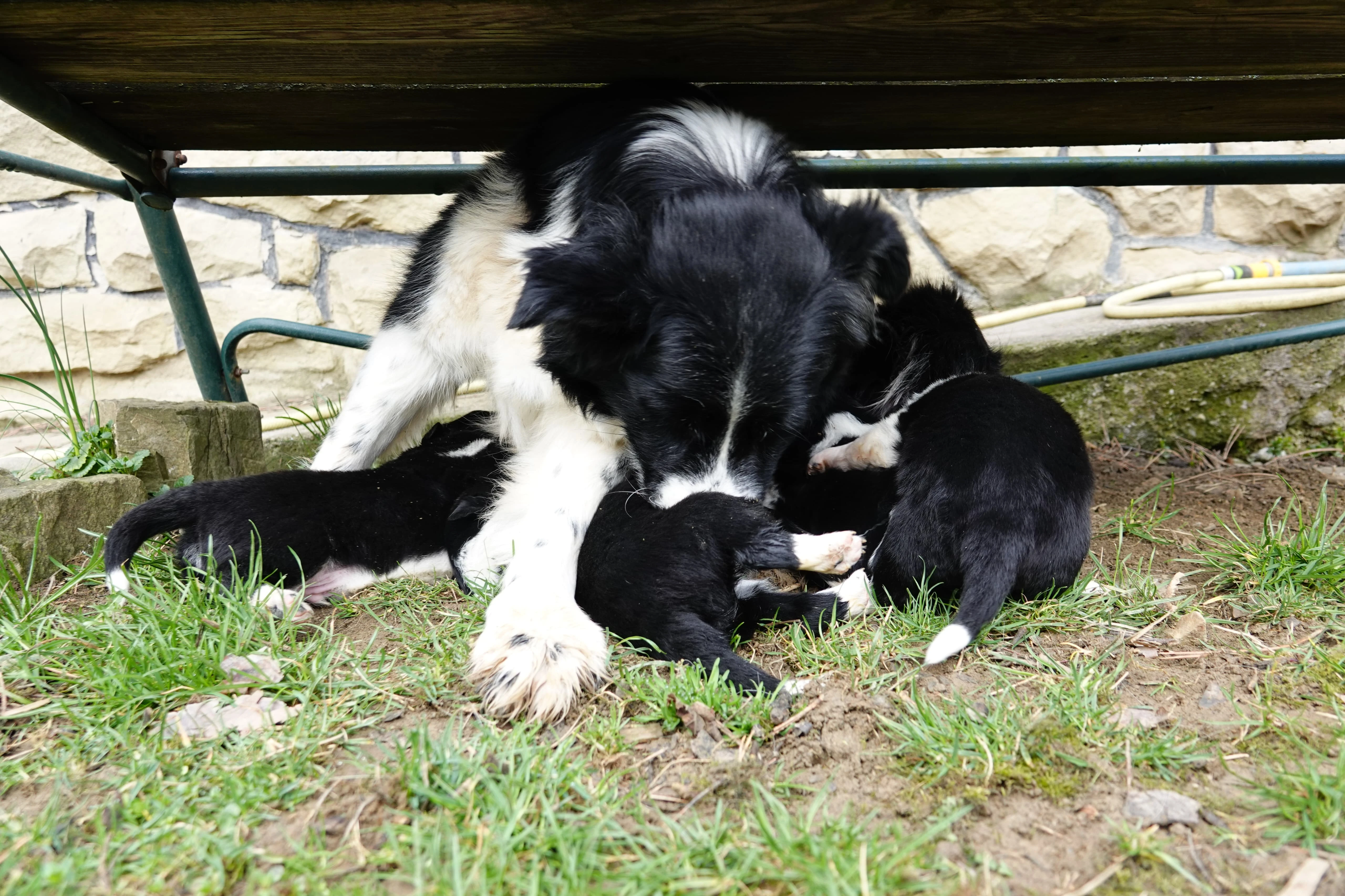 Štěně Border kolie