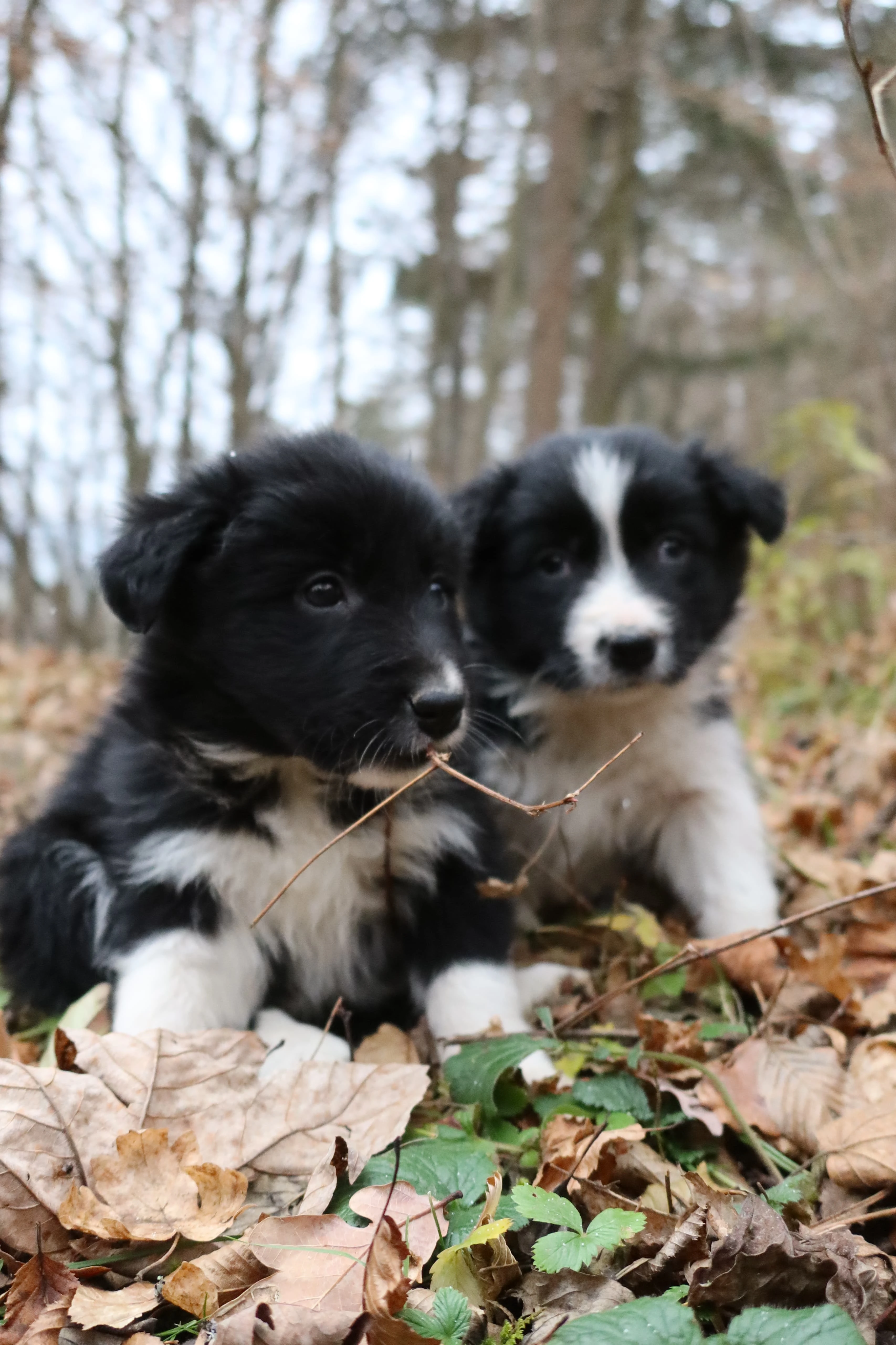 Štěně v typu border kolie