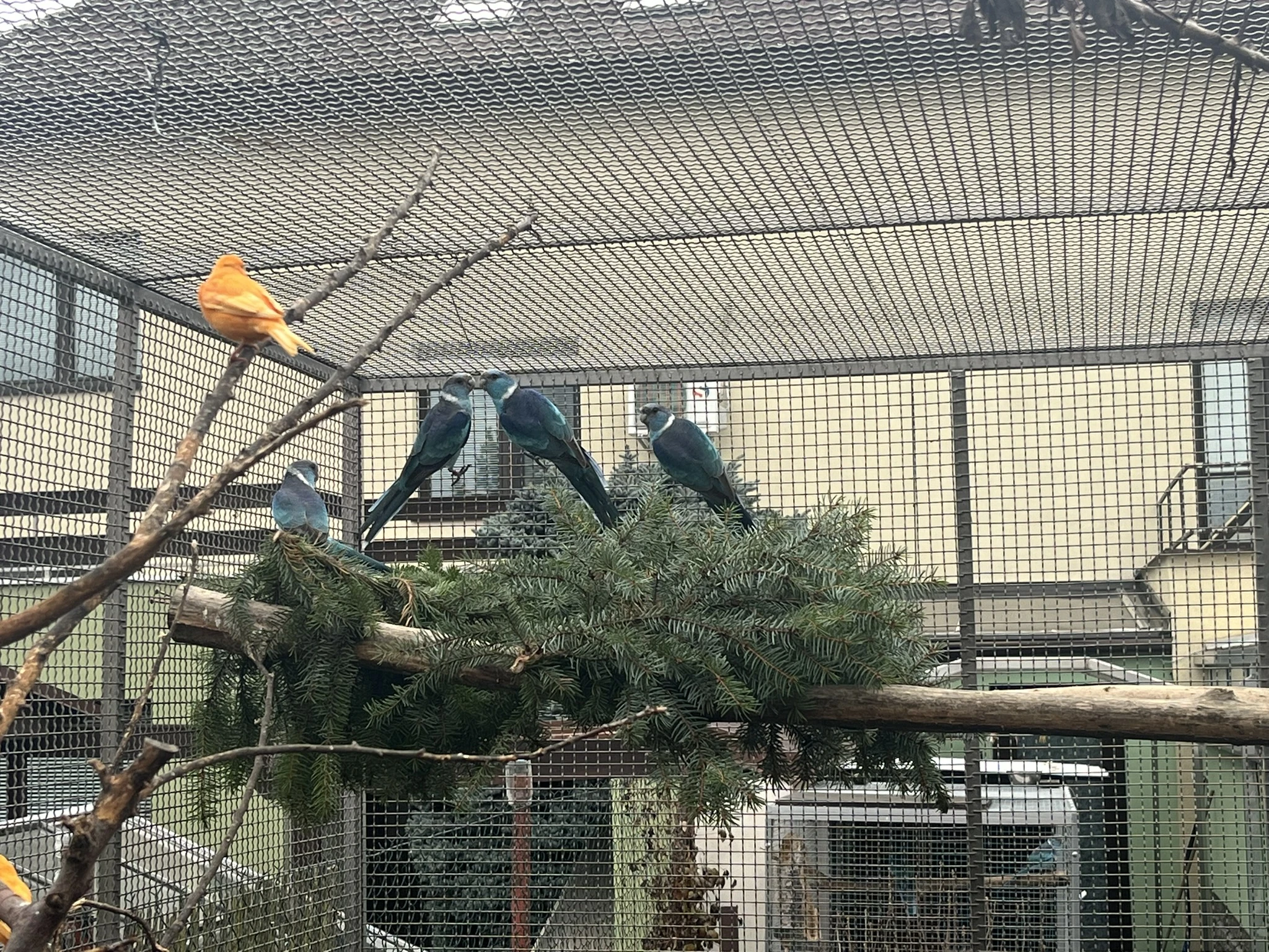 Barnard límcový modrý