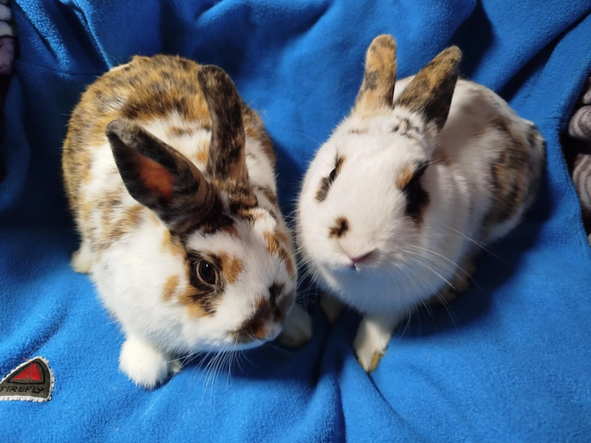 Nabízím zakrslé králíčky- hladké stáří 7 měsíců