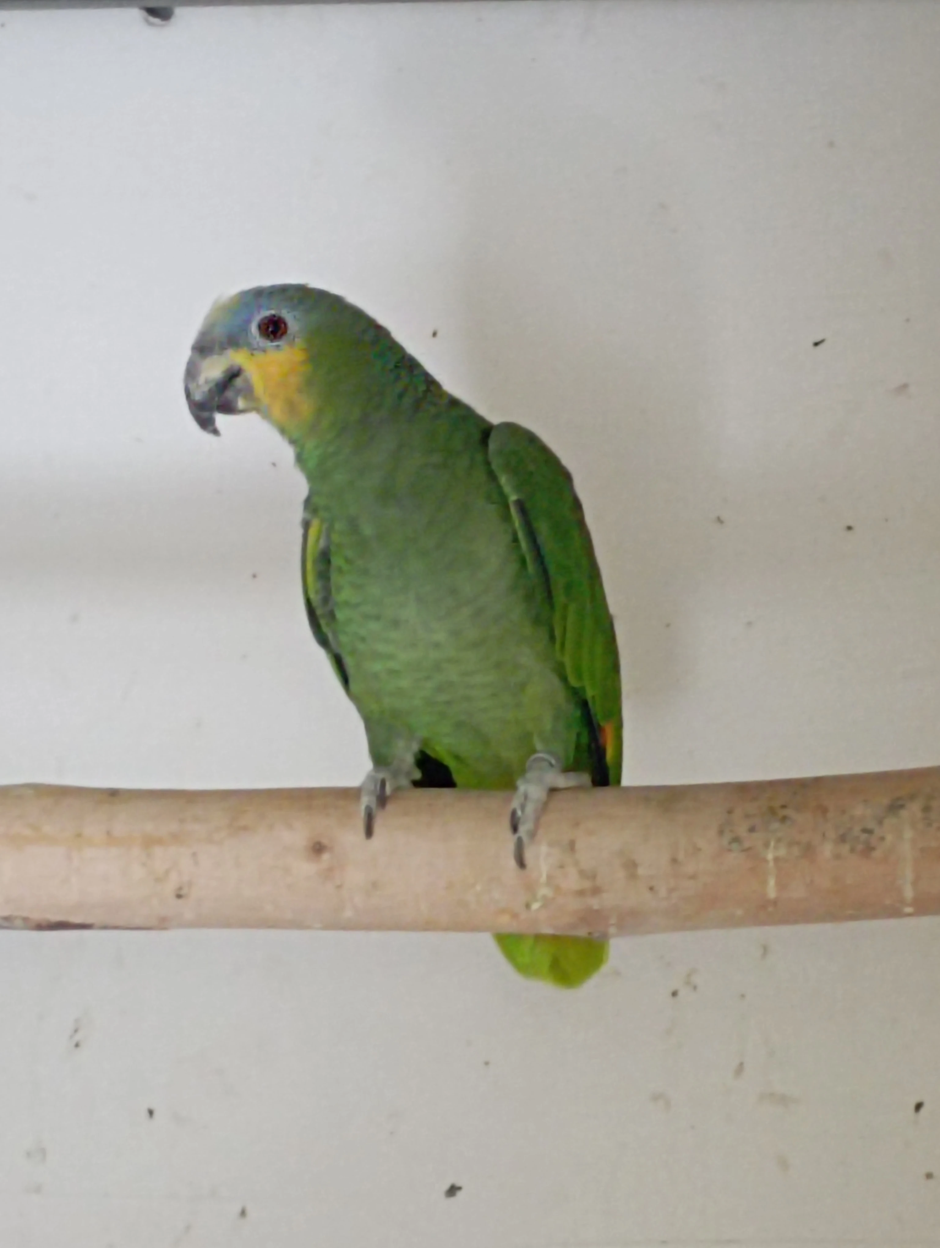 Amazoňan oranžovokřídlý