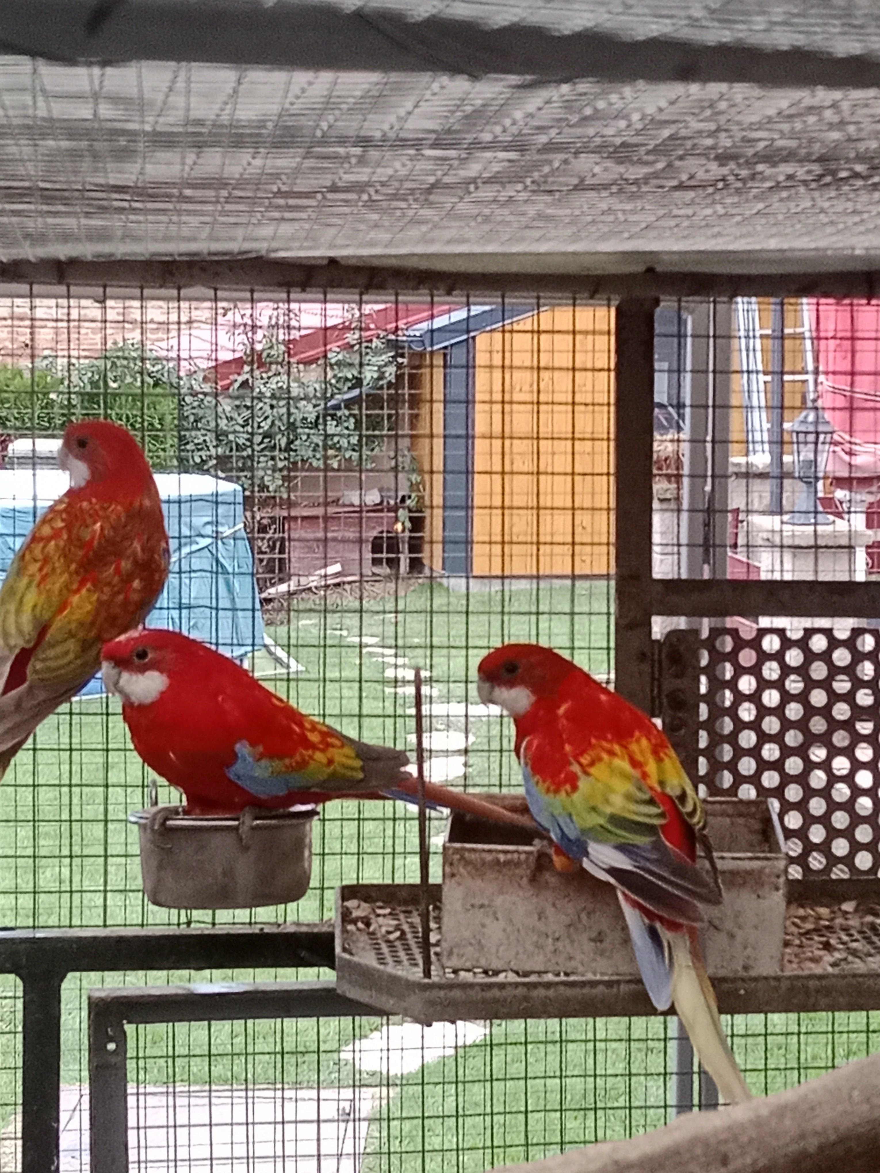 Prodám roselu gold gold opalin