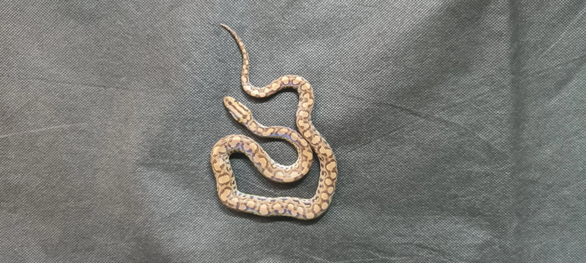 Hroznýšovec duhový - Epicrates cenchria maurus