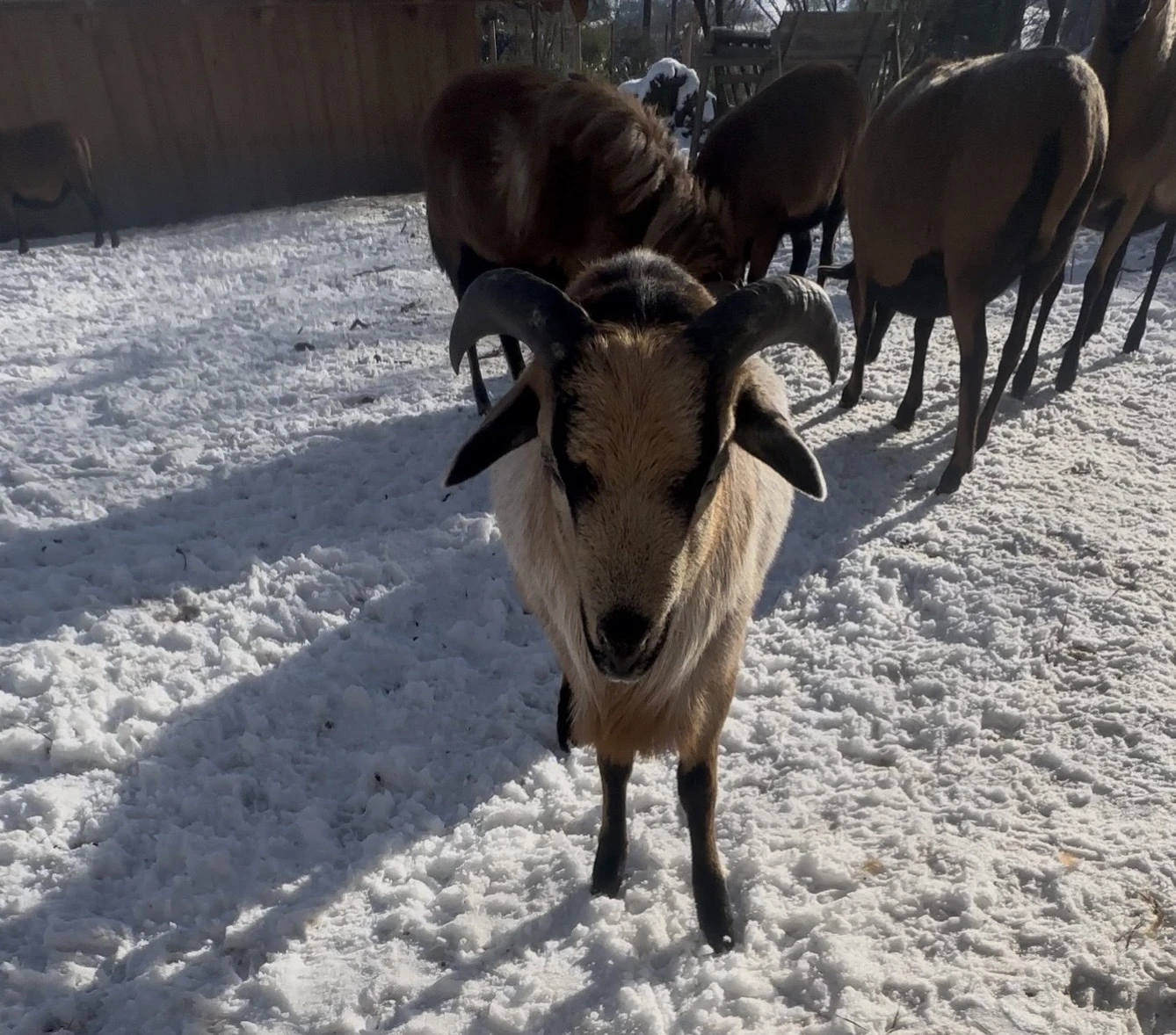 Nabízím kamerunské beránky