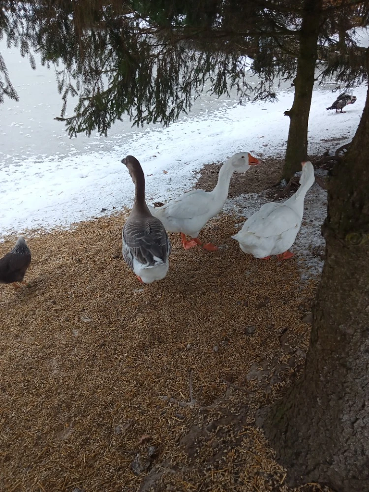Prodám letošní husy cholmogorské