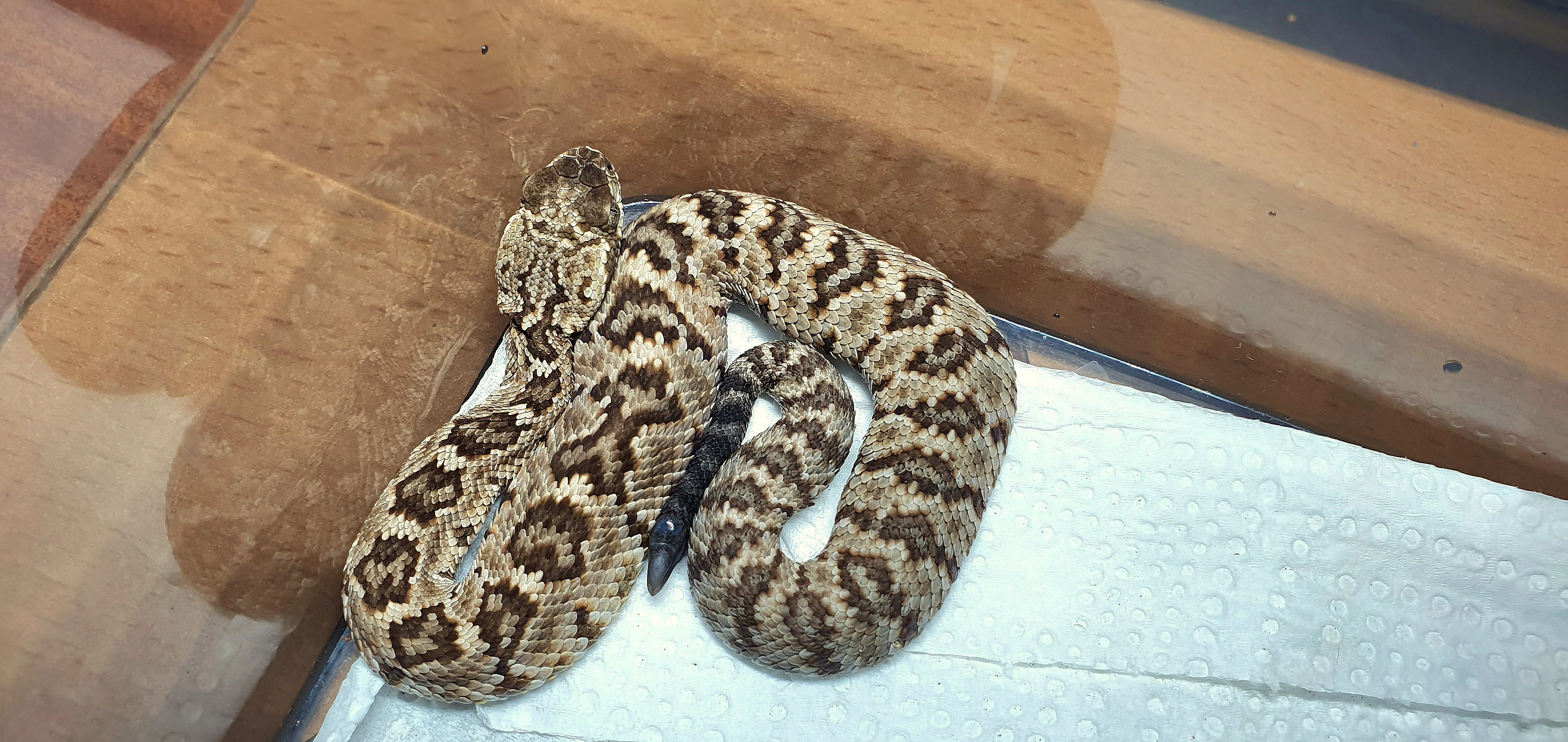 Crotalus m. molossus