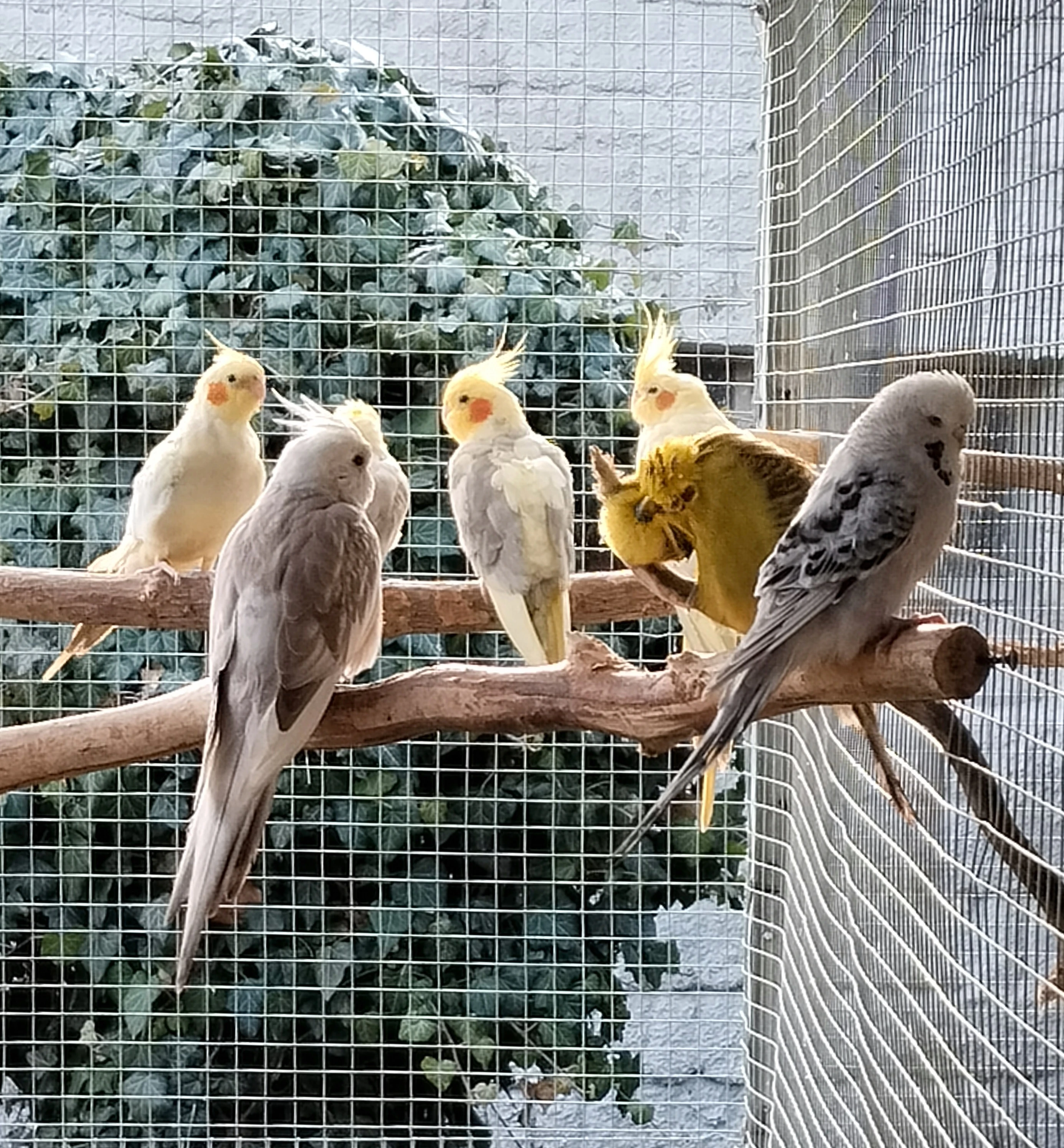 Korela,kakariky,andulka