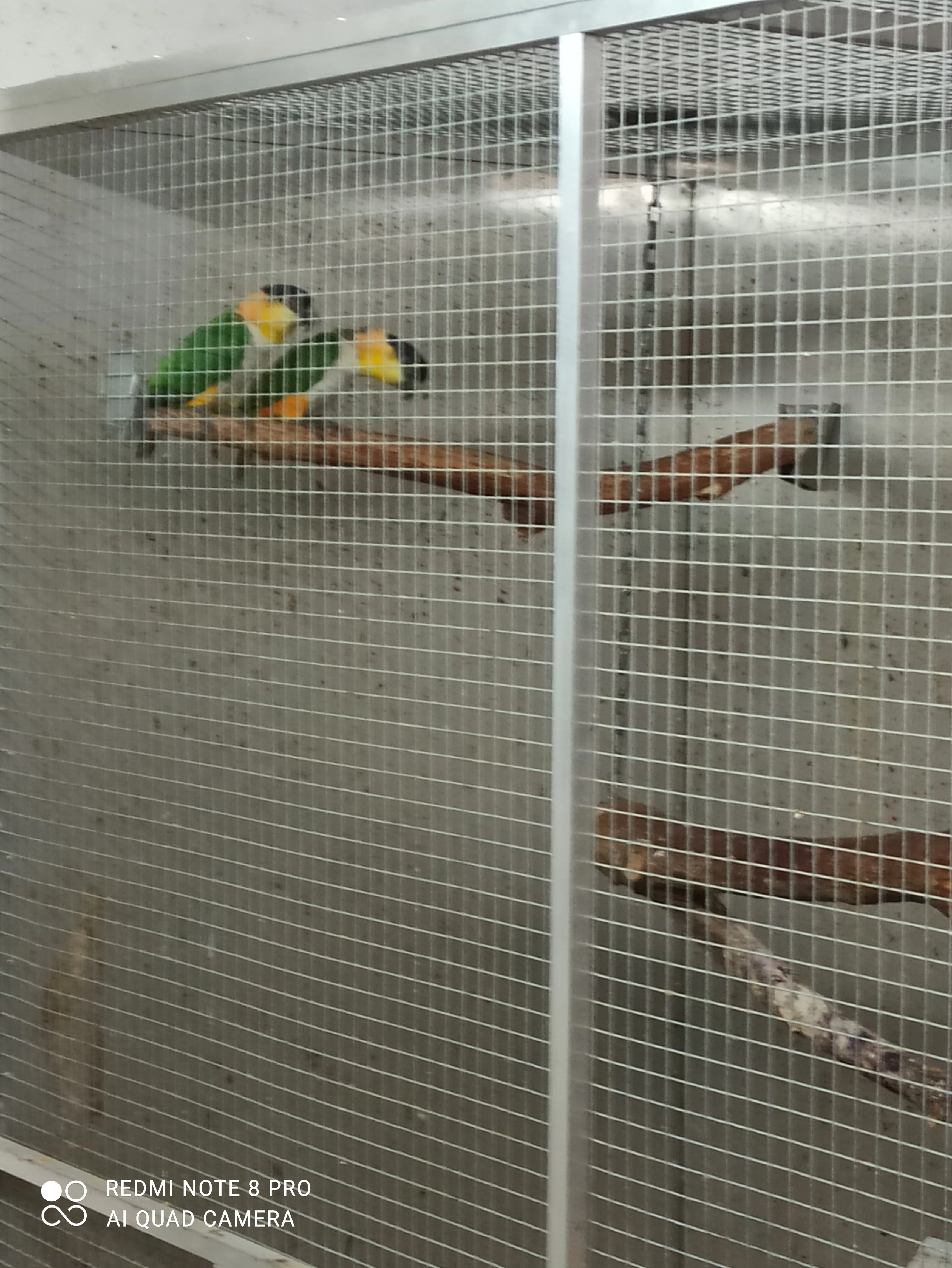 Prodám amazónek černotemenný 3,2