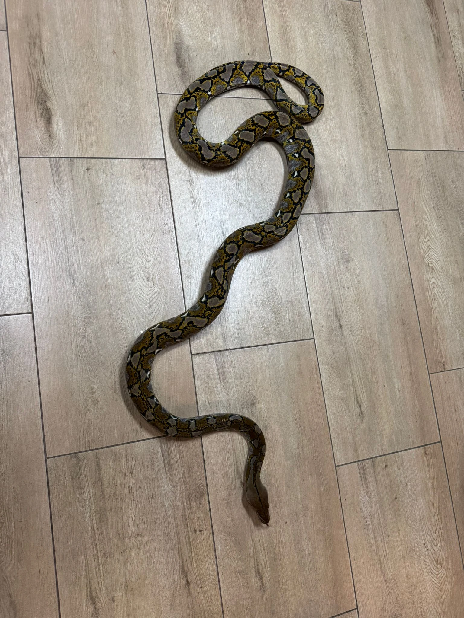 Krajta mrížkovaná