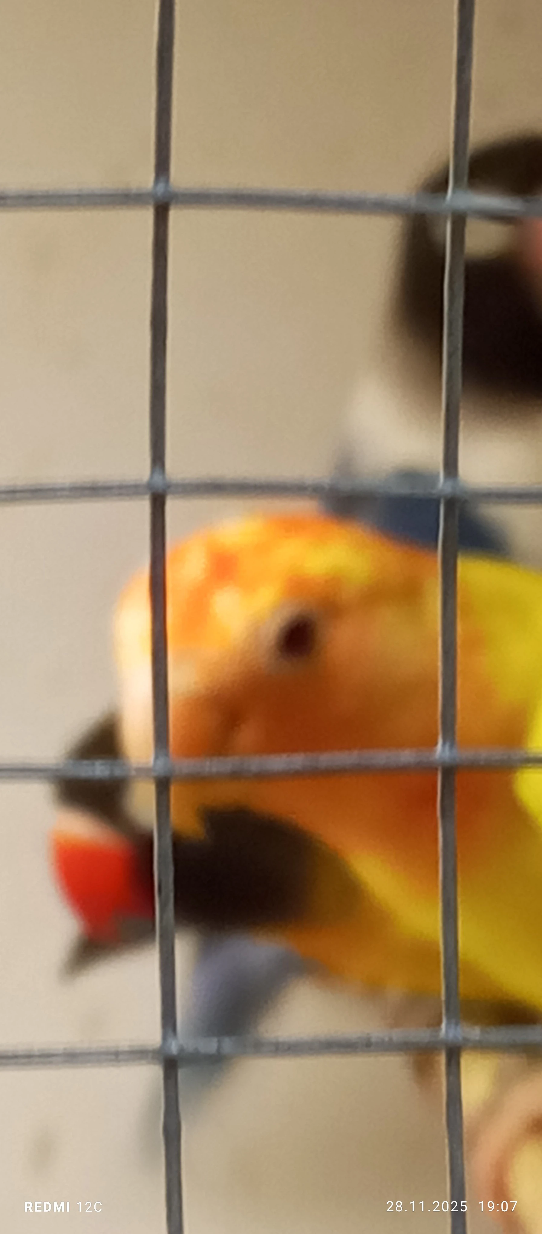 Agapornis ruzohrdly opalin