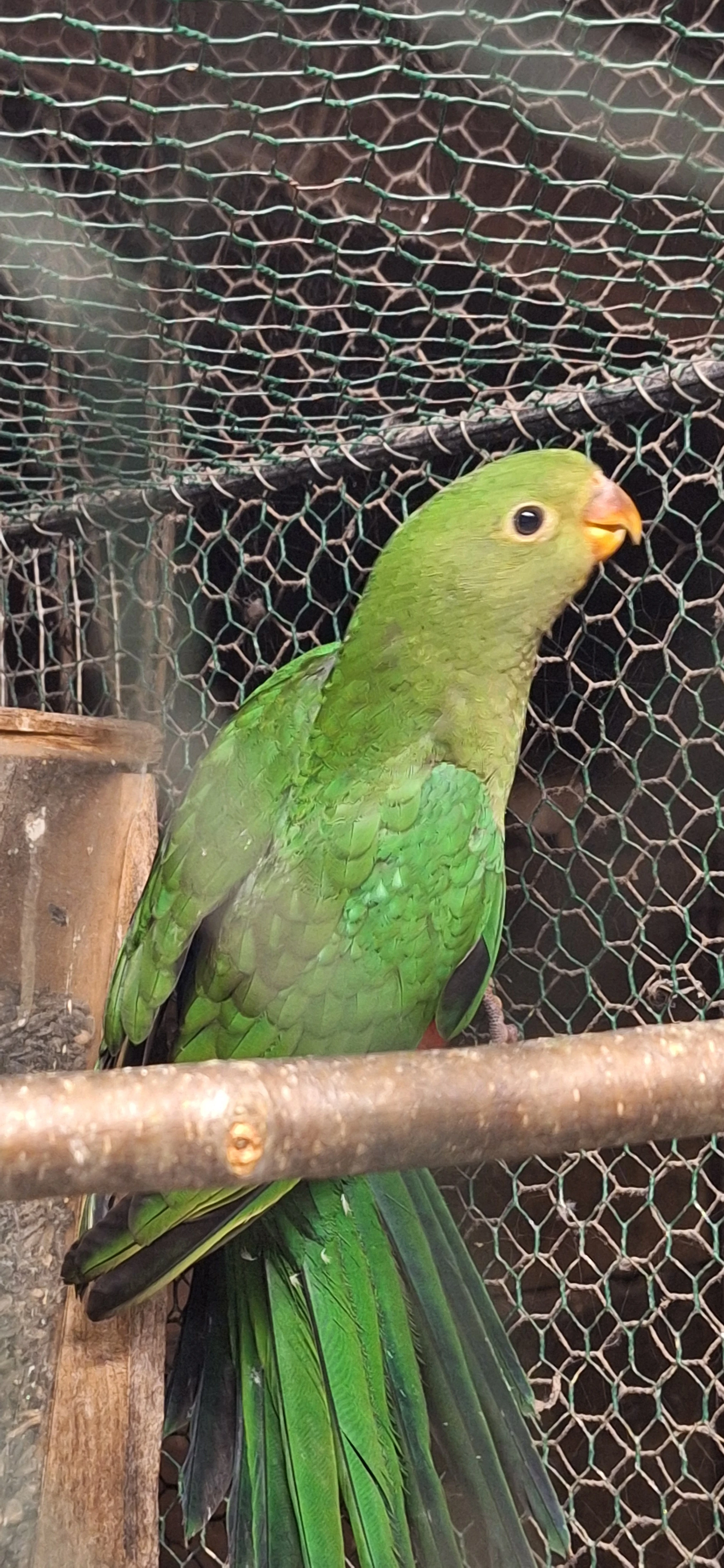 Prodám letošní mládě samec Papoušek Královský