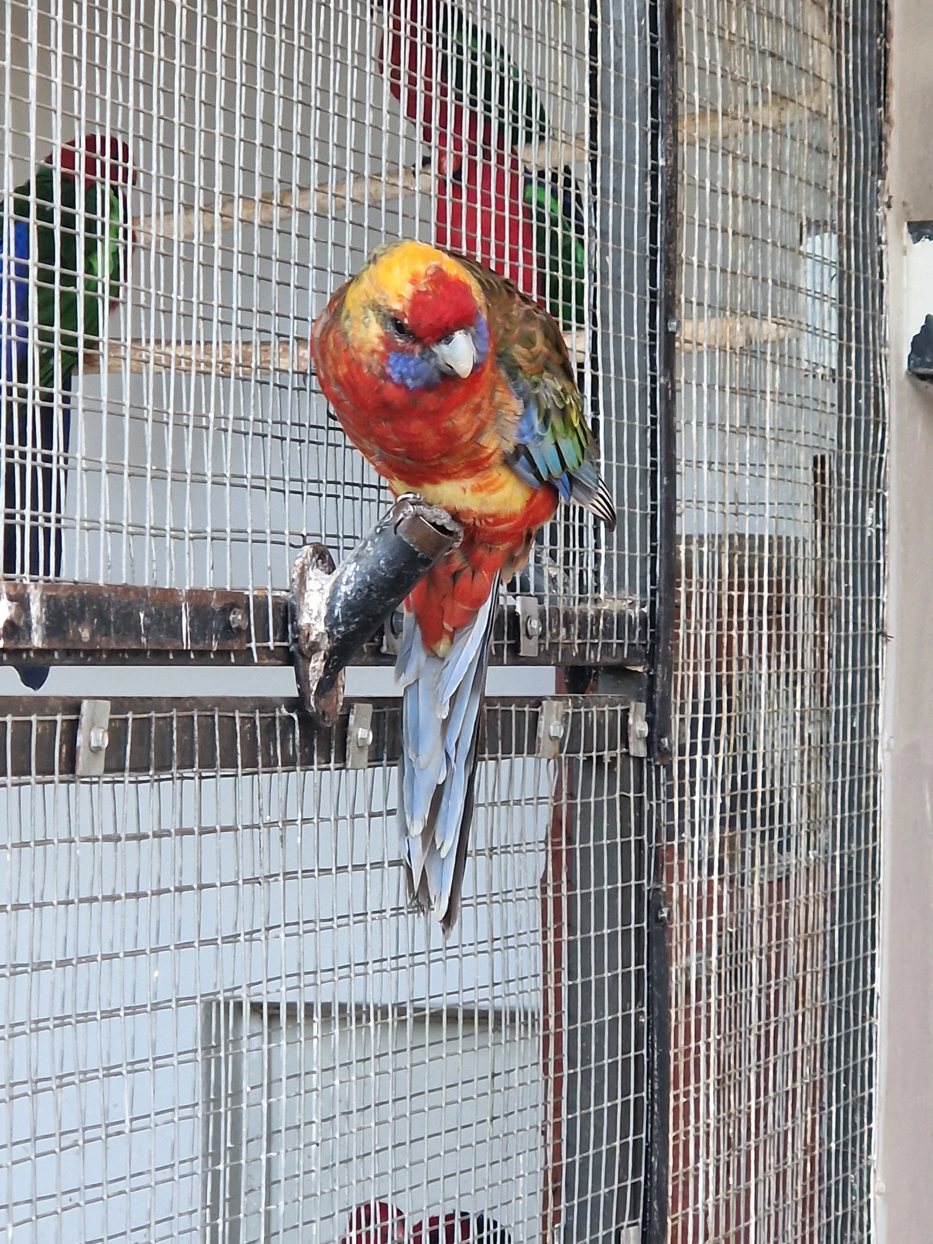 Penant straky  a pomeranč