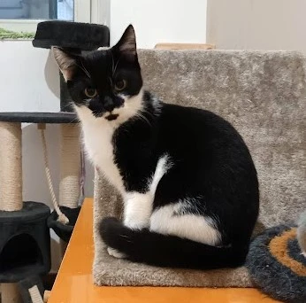 Kočička Lilina hledá nový domov