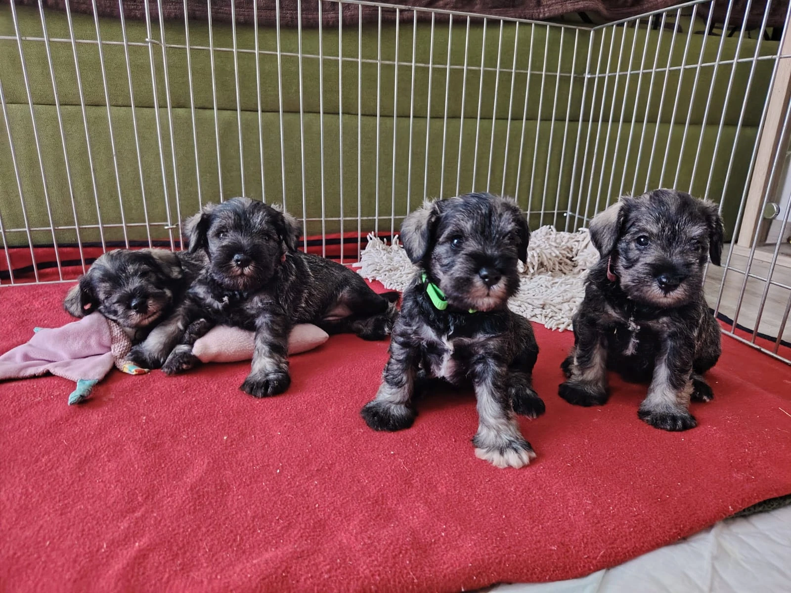 Prodám kluky knírače PS